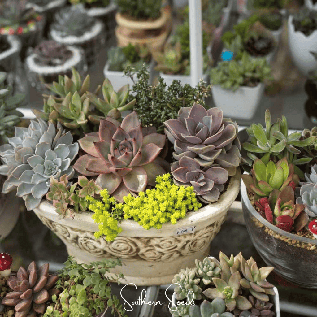 Hens & Chicks Cactus Mix – 30 Seeds Southern Seeds