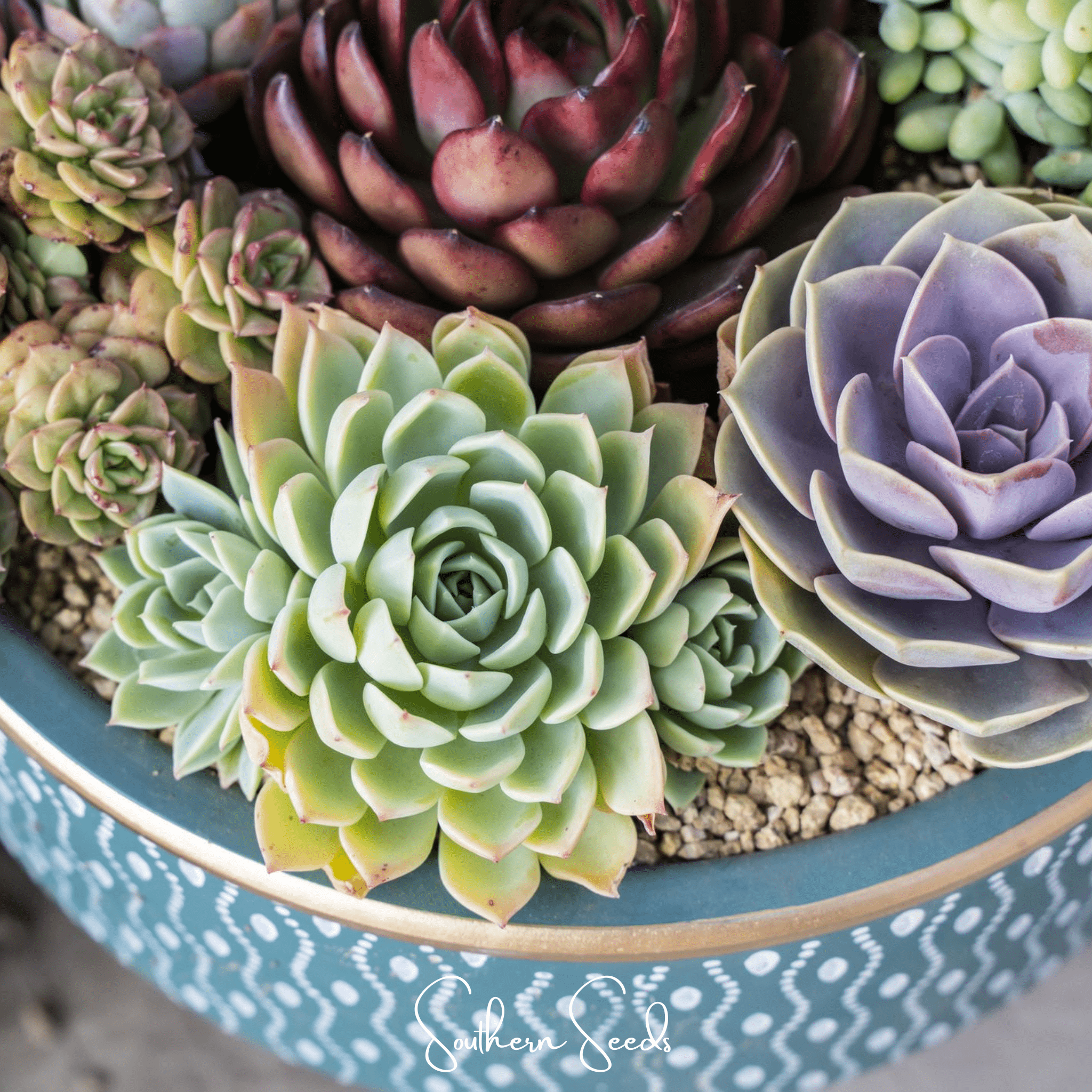 Hens & Chicks Cactus Mix – 30 Seeds Southern Seeds