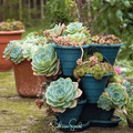 Hens & Chicks Cactus Mix – 30 Seeds Southern Seeds