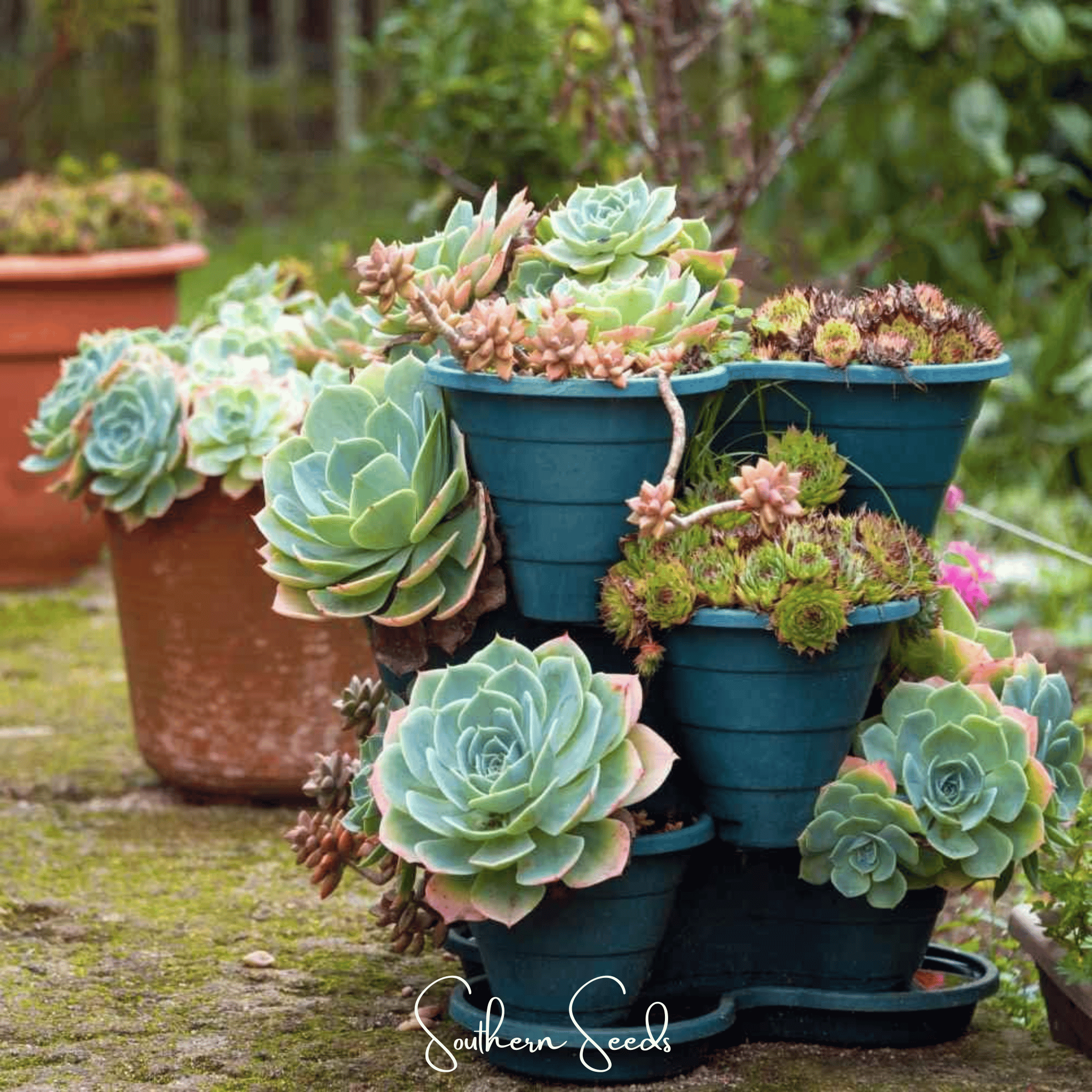 Hens & Chicks Cactus Mix – 30 Seeds Southern Seeds