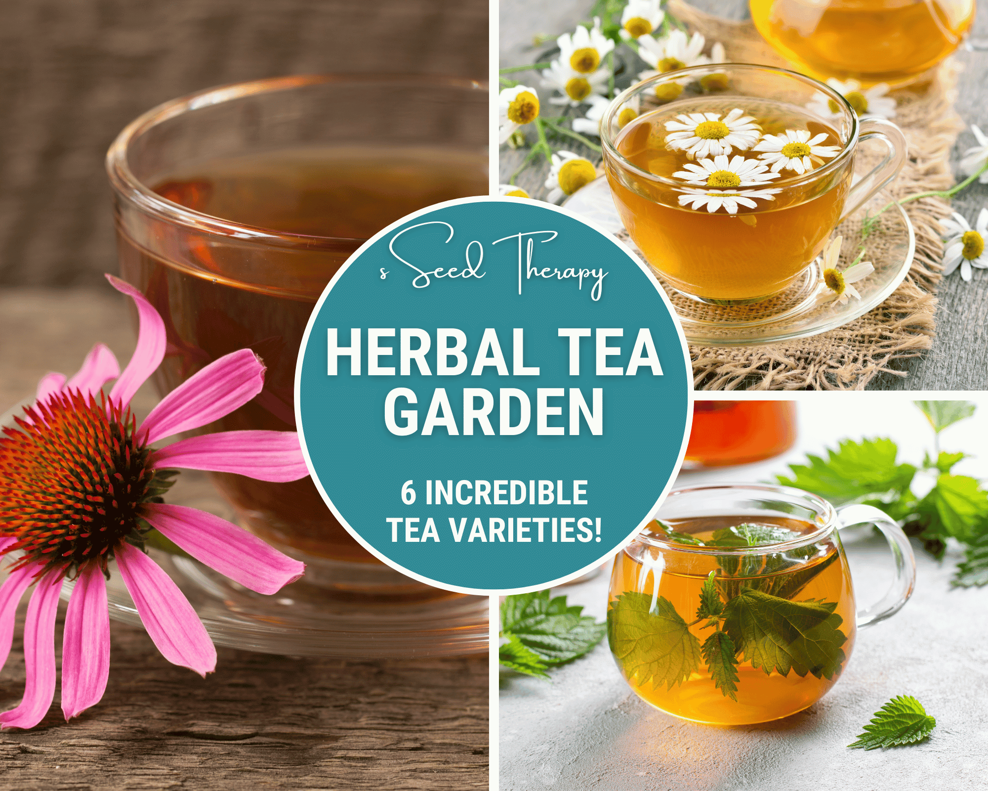 Herbal Tea Seed Collection – 6 Varieties Southern Seeds