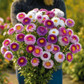 Hi-No-Maru Pompon Aster – 50 Seeds Southern Seeds