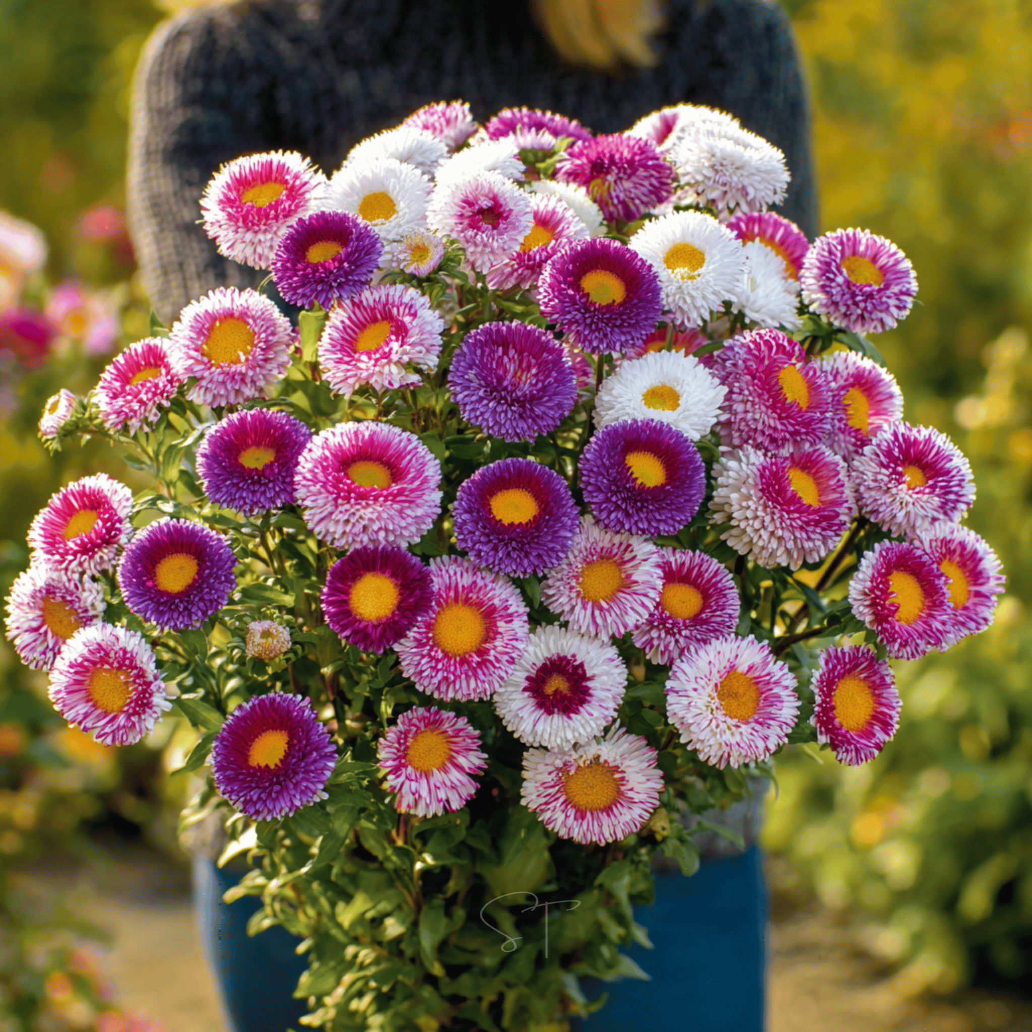 Hi-No-Maru Pompon Aster – 50 Seeds Southern Seeds