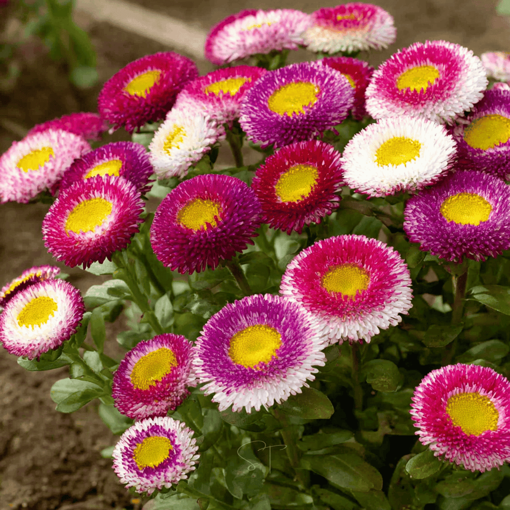 Hi-No-Maru Pompon Aster – 50 Seeds Southern Seeds