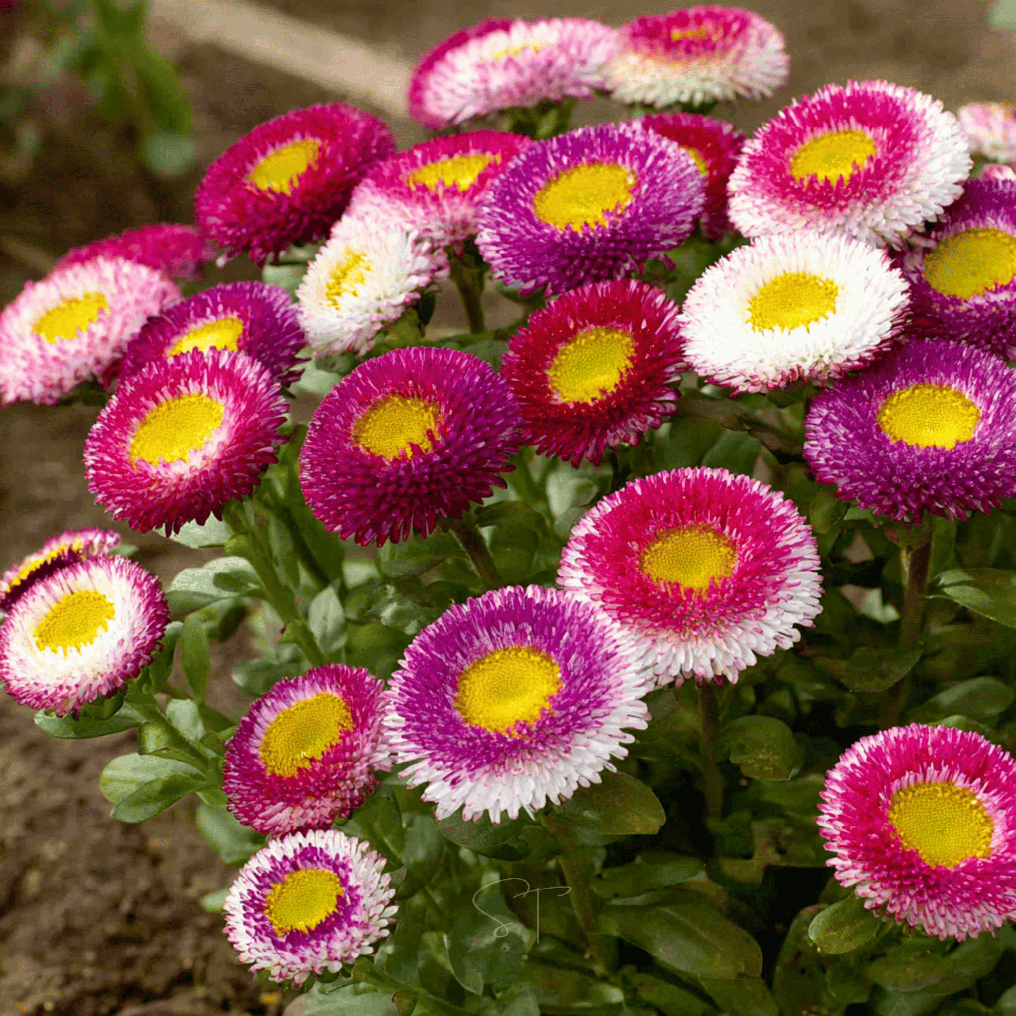 Hi-No-Maru Pompon Aster – 50 Seeds Southern Seeds