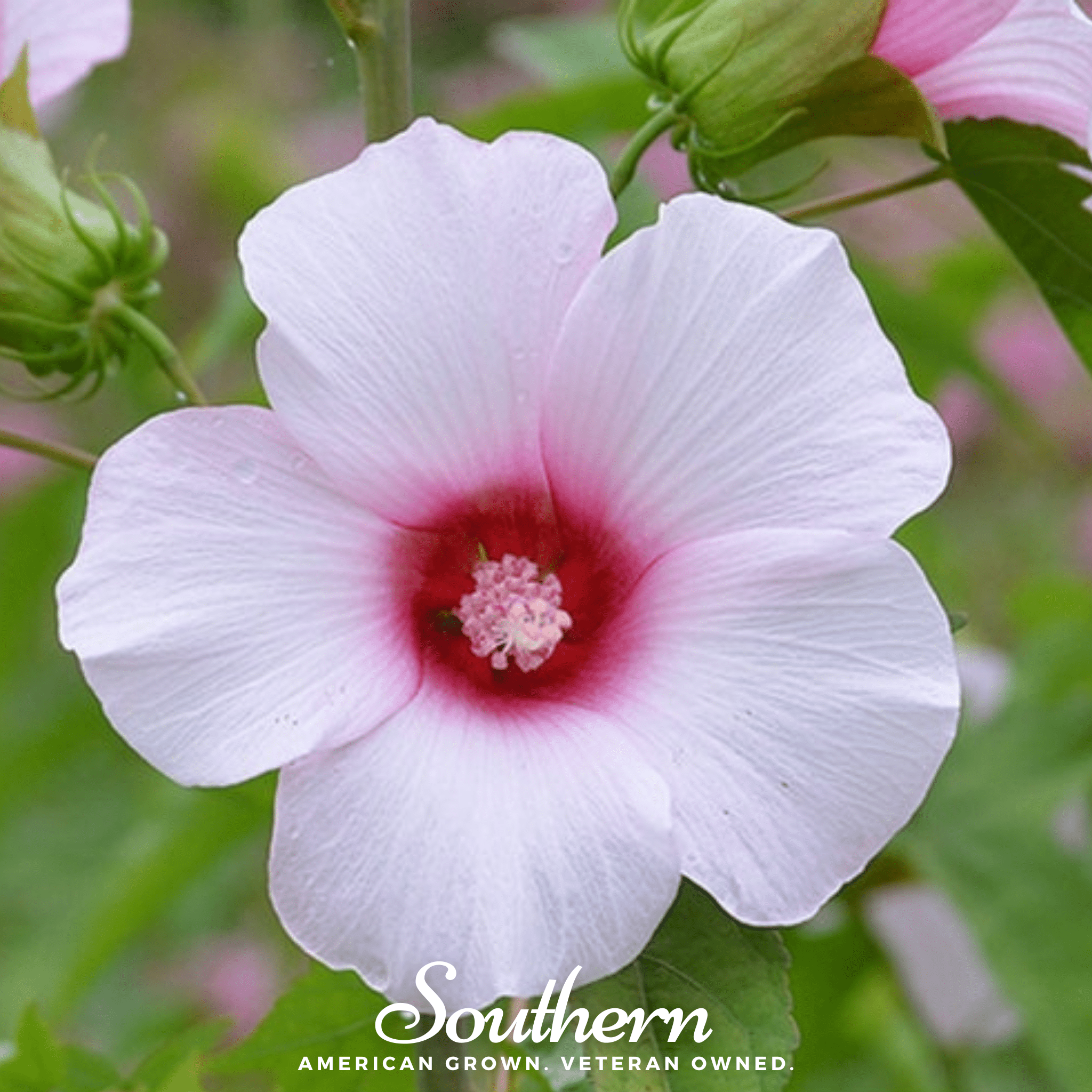 Rose Mallow Hibiscus – 25 Seeds Southern Seeds