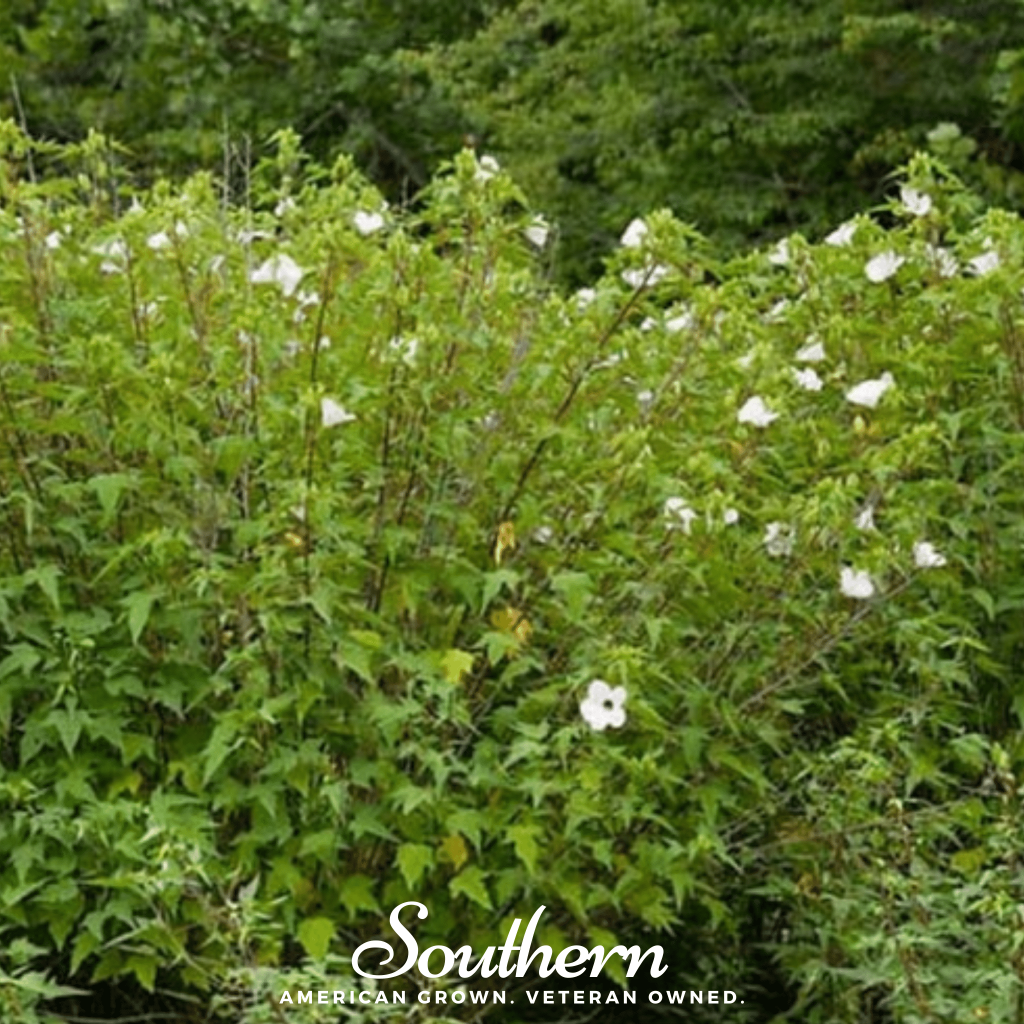 Rose Mallow Hibiscus – 25 Seeds Southern Seeds