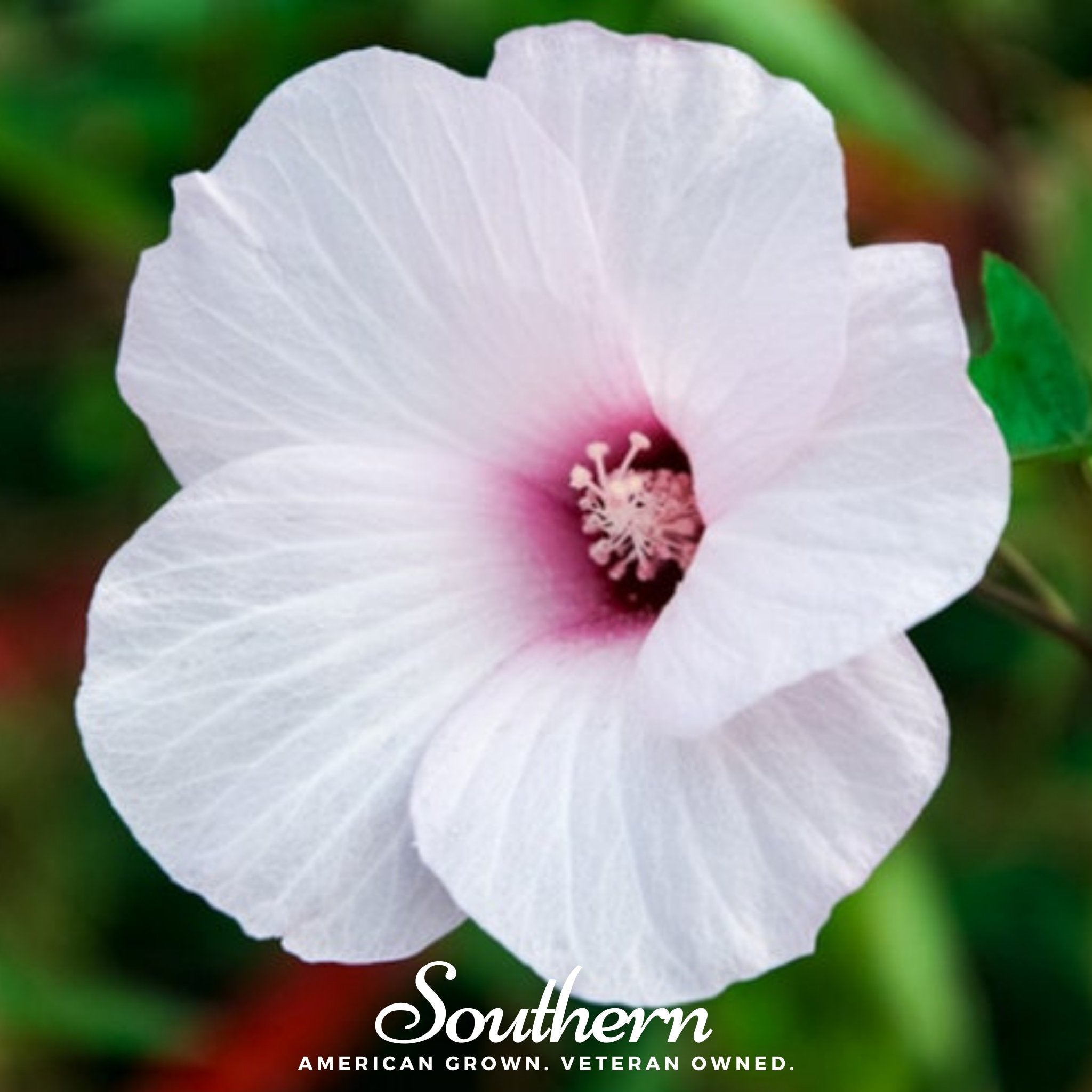 Rose Mallow Hibiscus – 25 Seeds Southern Seeds