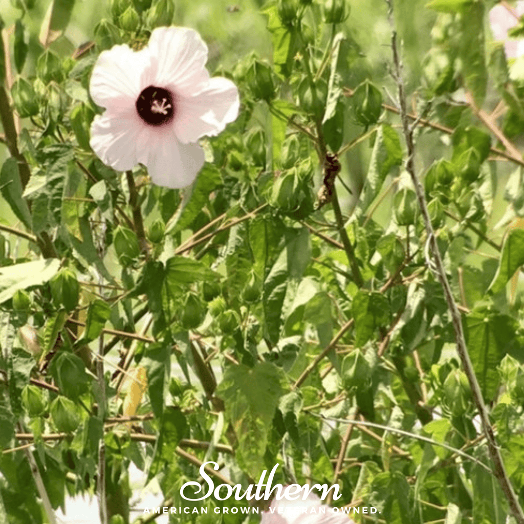 Rose Mallow Hibiscus – 25 Seeds Southern Seeds