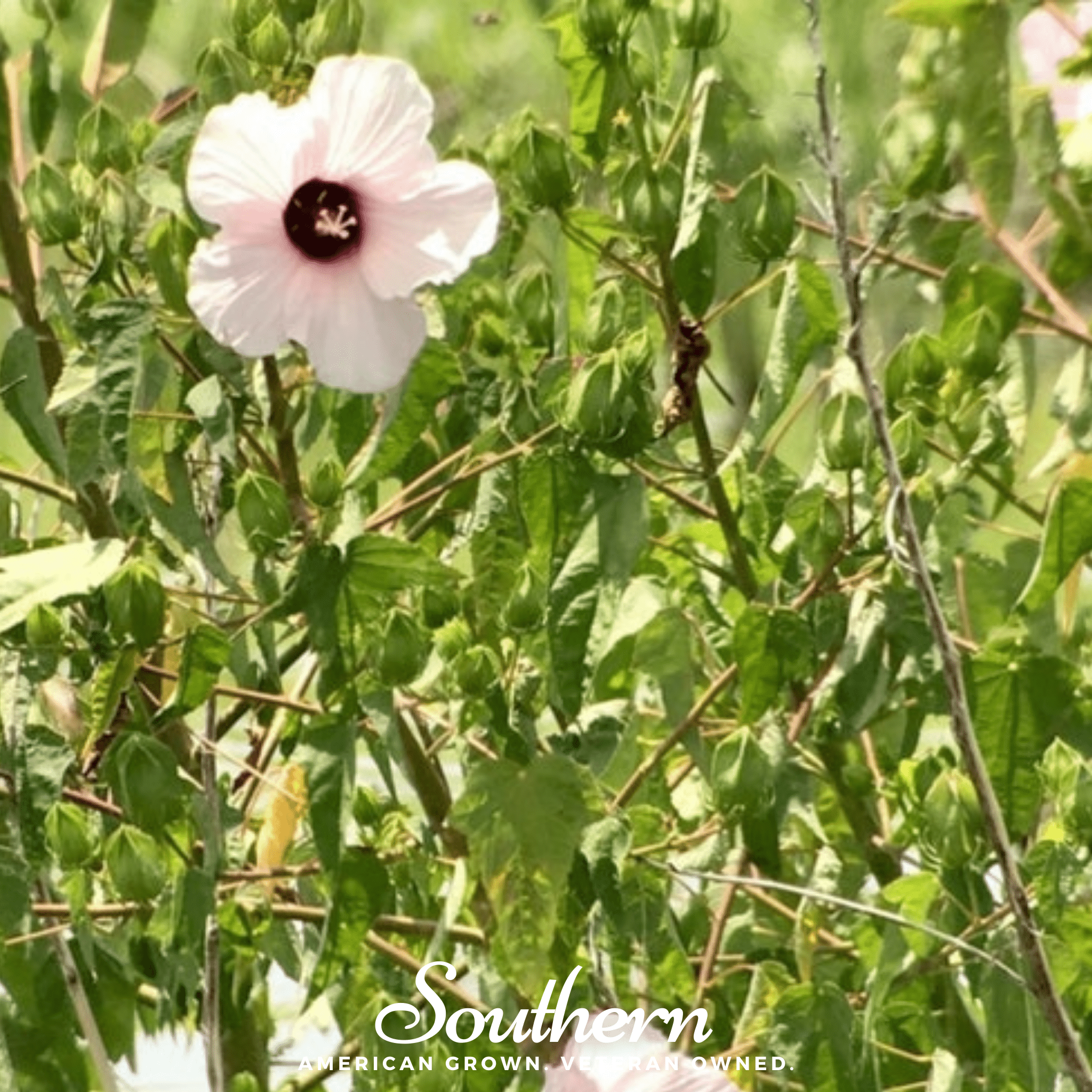 Rose Mallow Hibiscus – 25 Seeds Southern Seeds