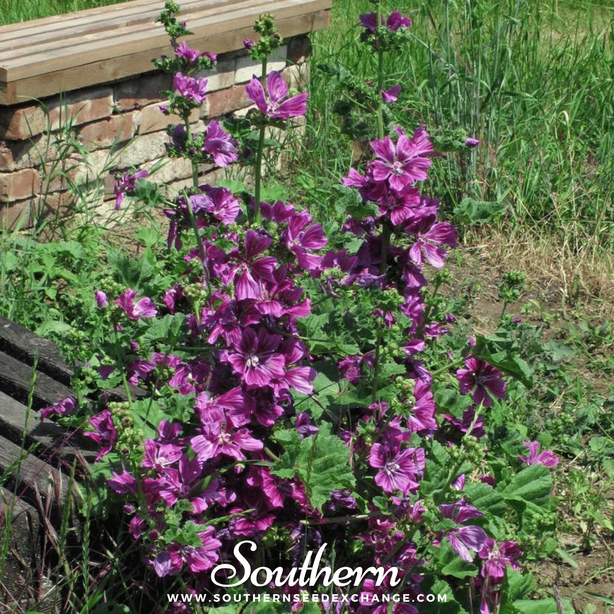 French Hollyhock – 25 Seeds Southern Seeds
