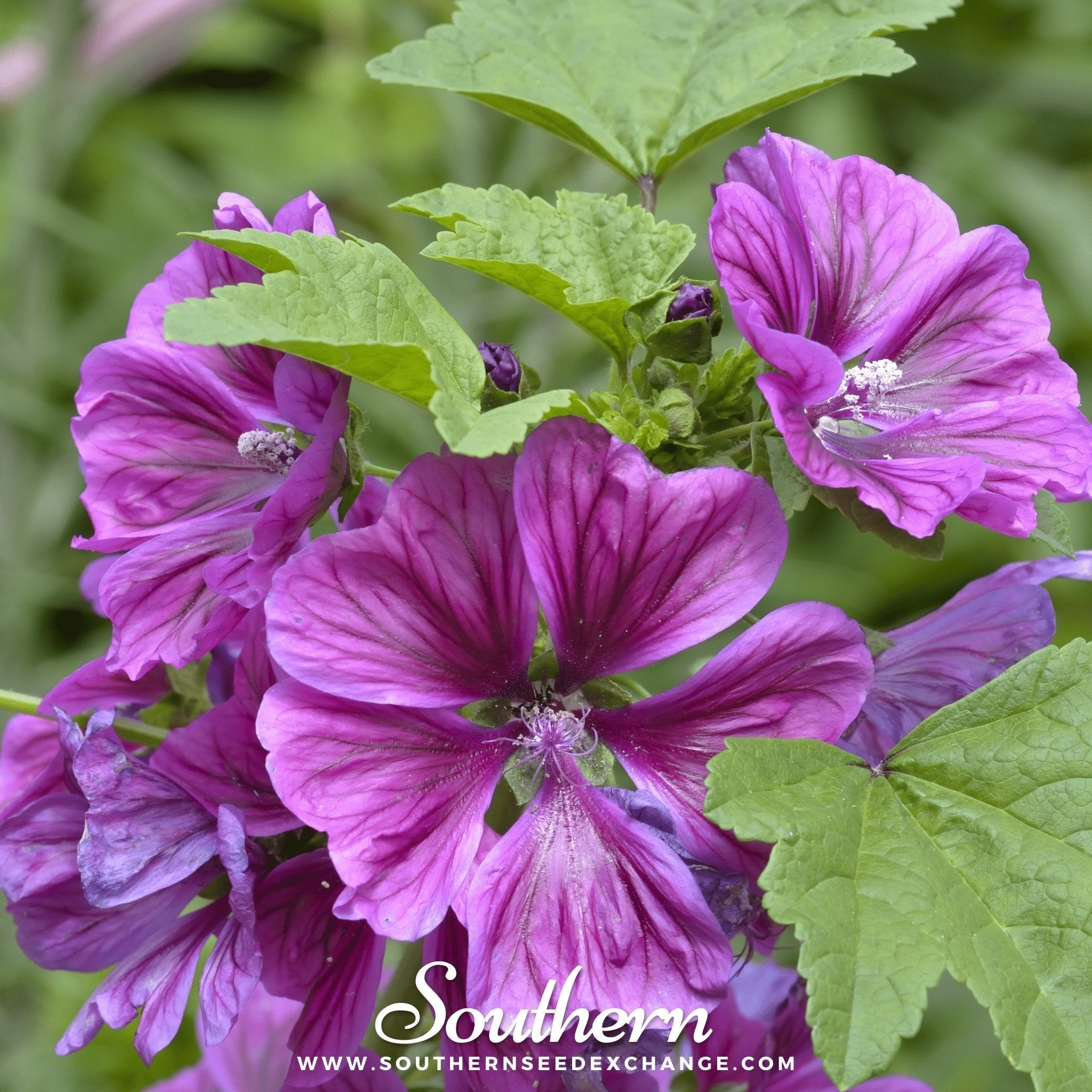 French Hollyhock – 25 Seeds Southern Seeds