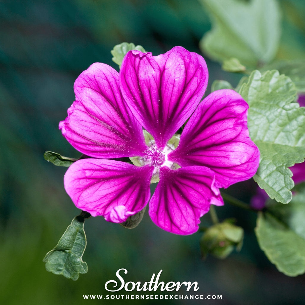 French Hollyhock – 25 Seeds Southern Seeds