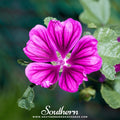 French Hollyhock – 25 Seeds Southern Seeds