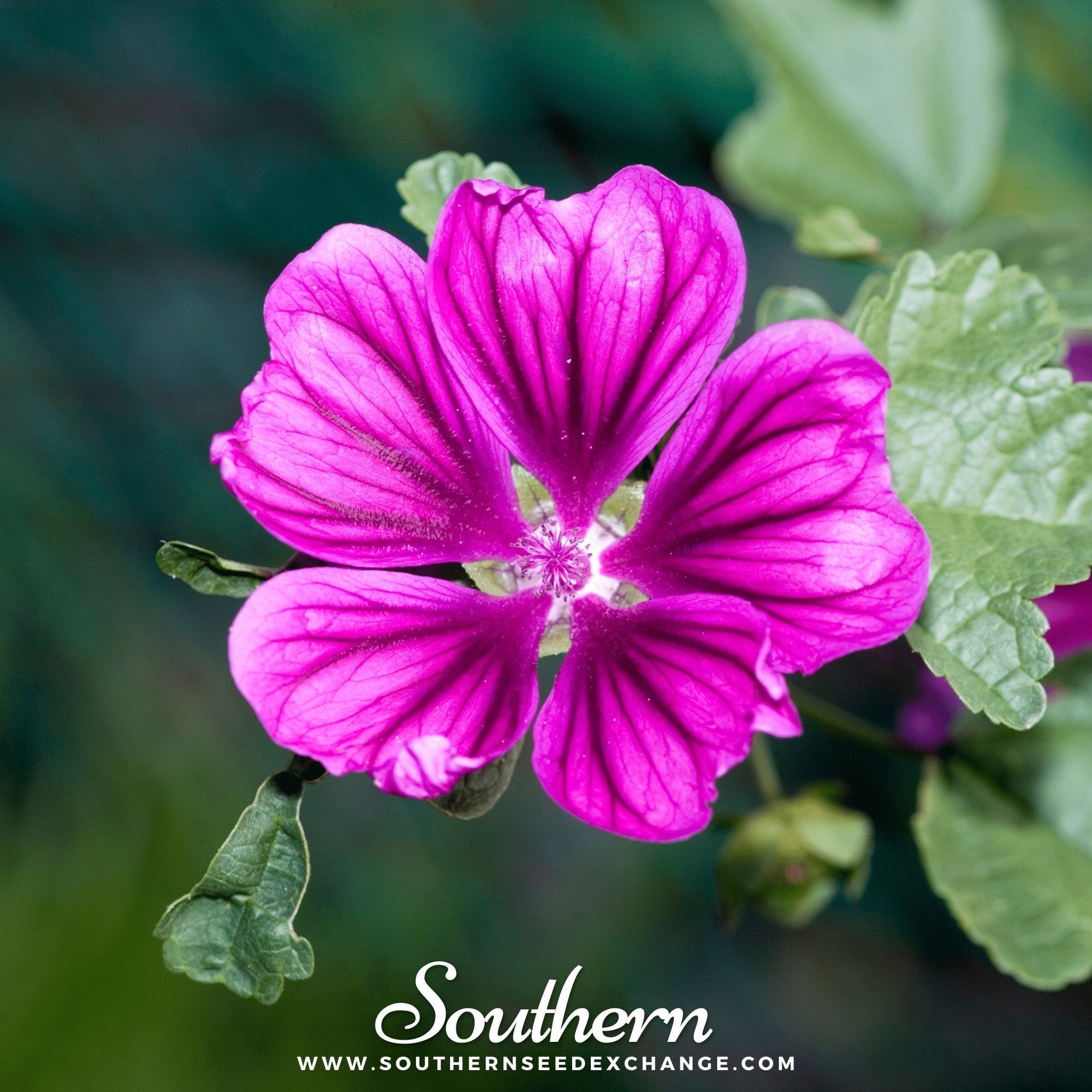 French Hollyhock – 25 Seeds Southern Seeds
