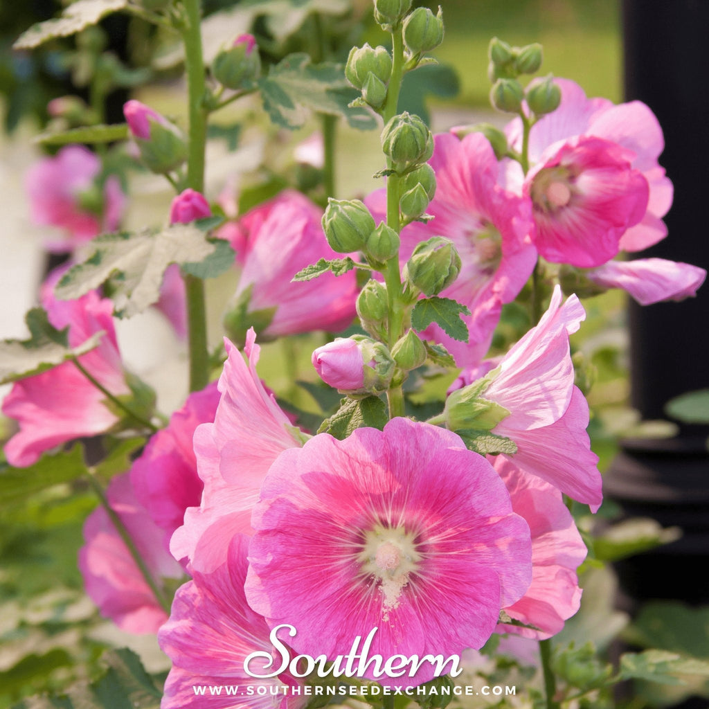 Pink Hollyhock – 25 Seeds Southern Seeds
