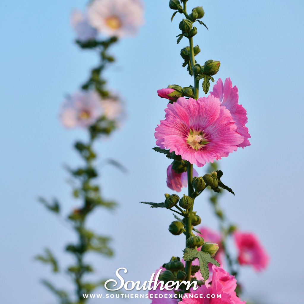 Pink Hollyhock – 25 Seeds Southern Seeds