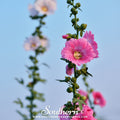 Pink Hollyhock – 25 Seeds Southern Seeds