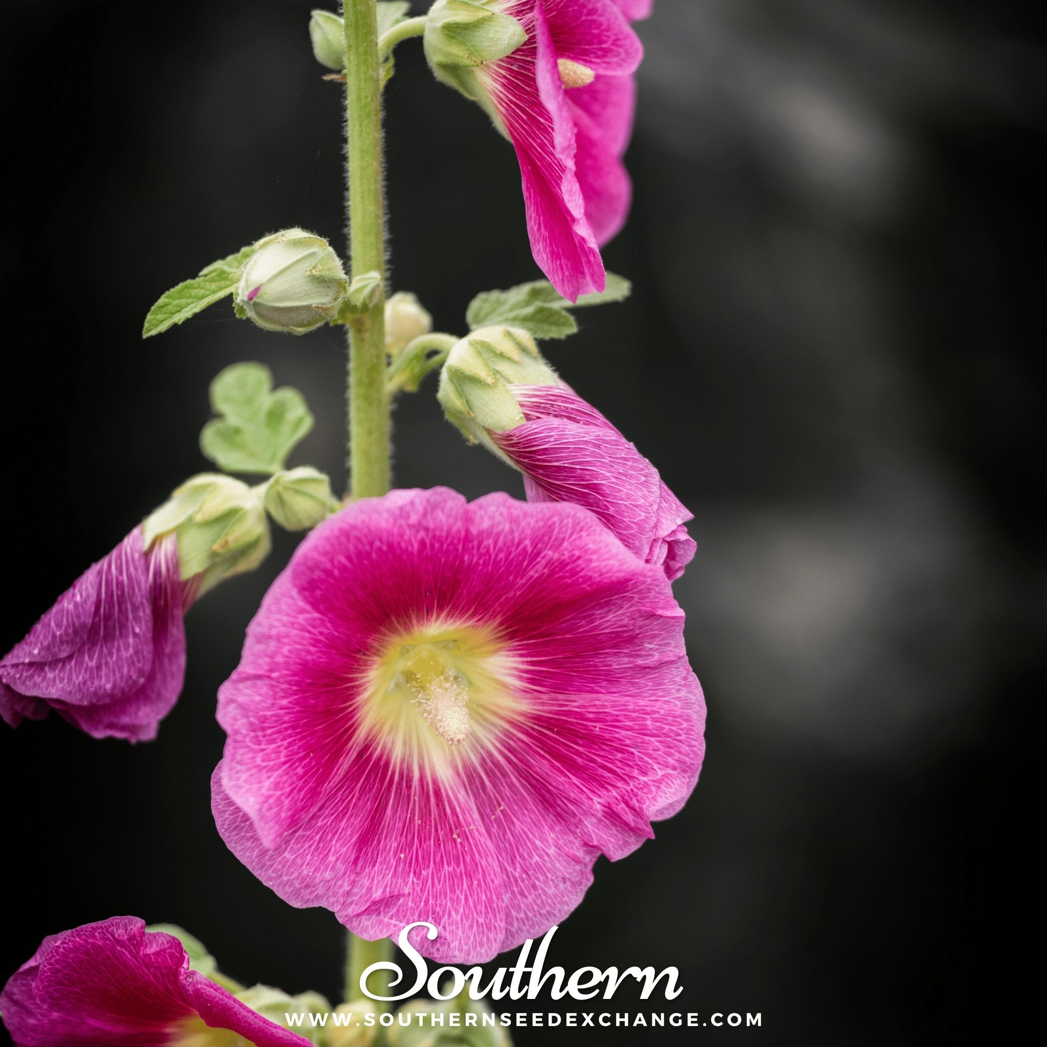 Pink Hollyhock – 25 Seeds Southern Seeds
