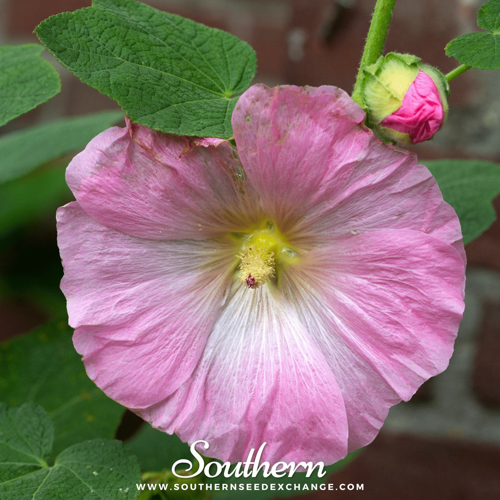 Pink Hollyhock – 25 Seeds Southern Seeds