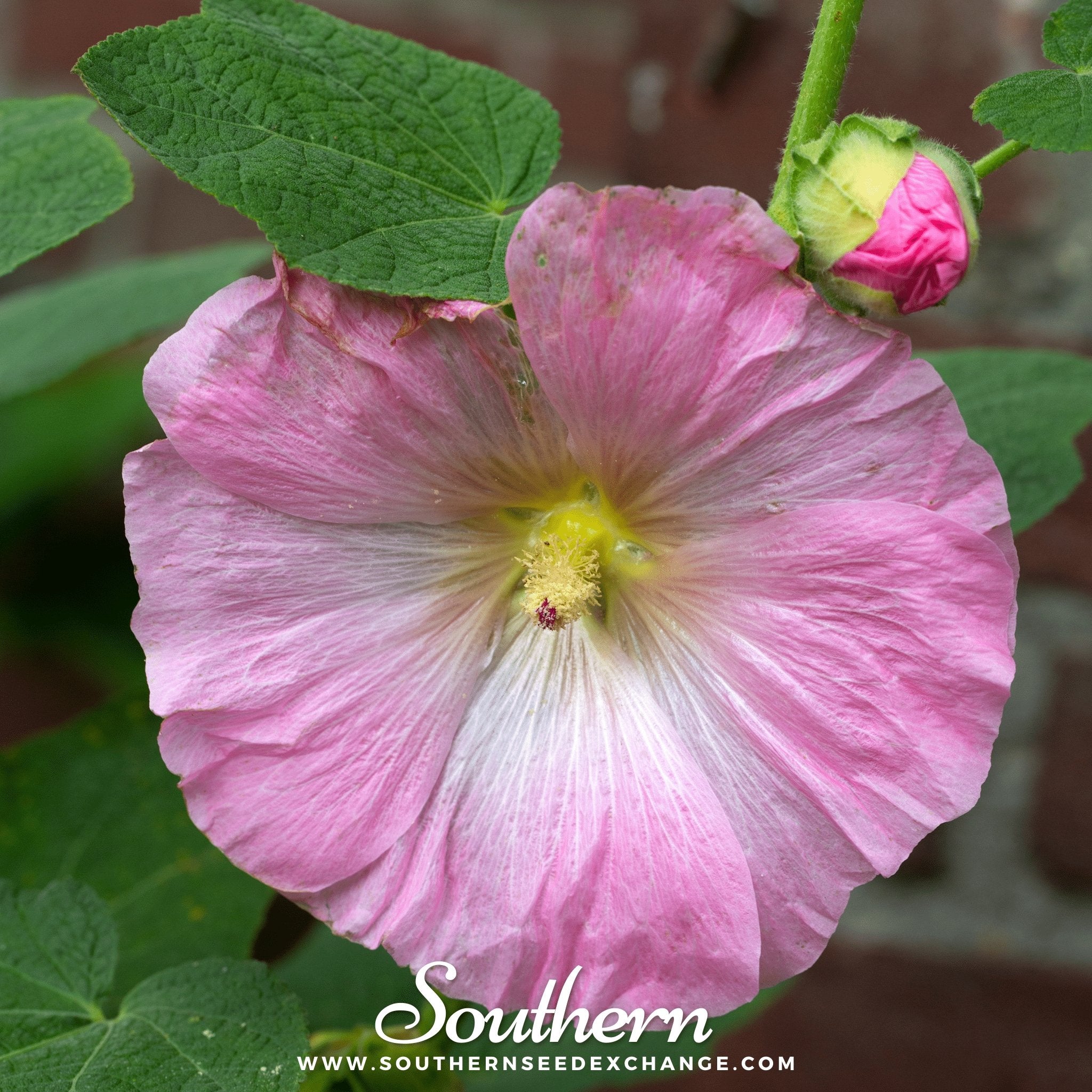 Pink Hollyhock – 25 Seeds Southern Seeds