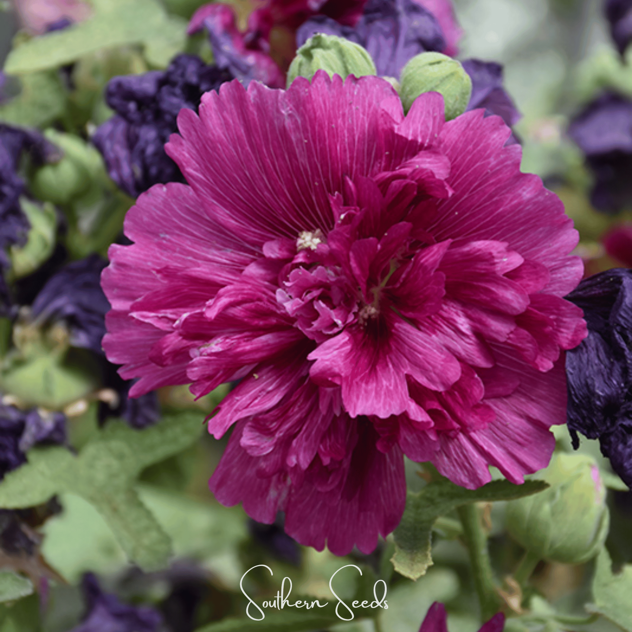 Queeny Purple Hollyhock – 25 Seeds Southern Seeds