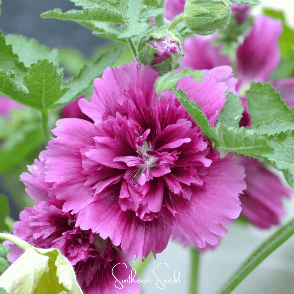 Queeny Purple Hollyhock – 25 Seeds Southern Seeds