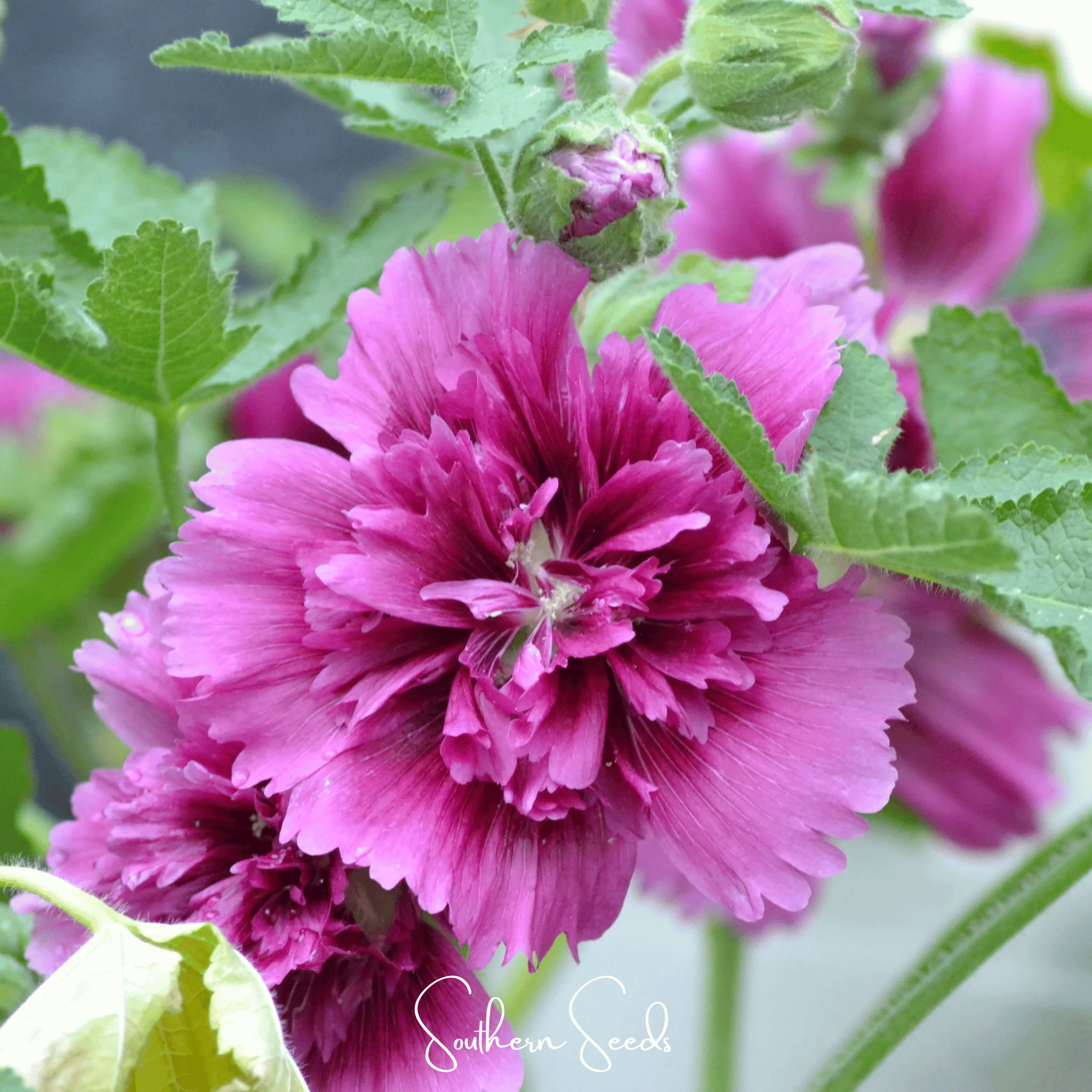 Queeny Purple Hollyhock – 25 Seeds Southern Seeds