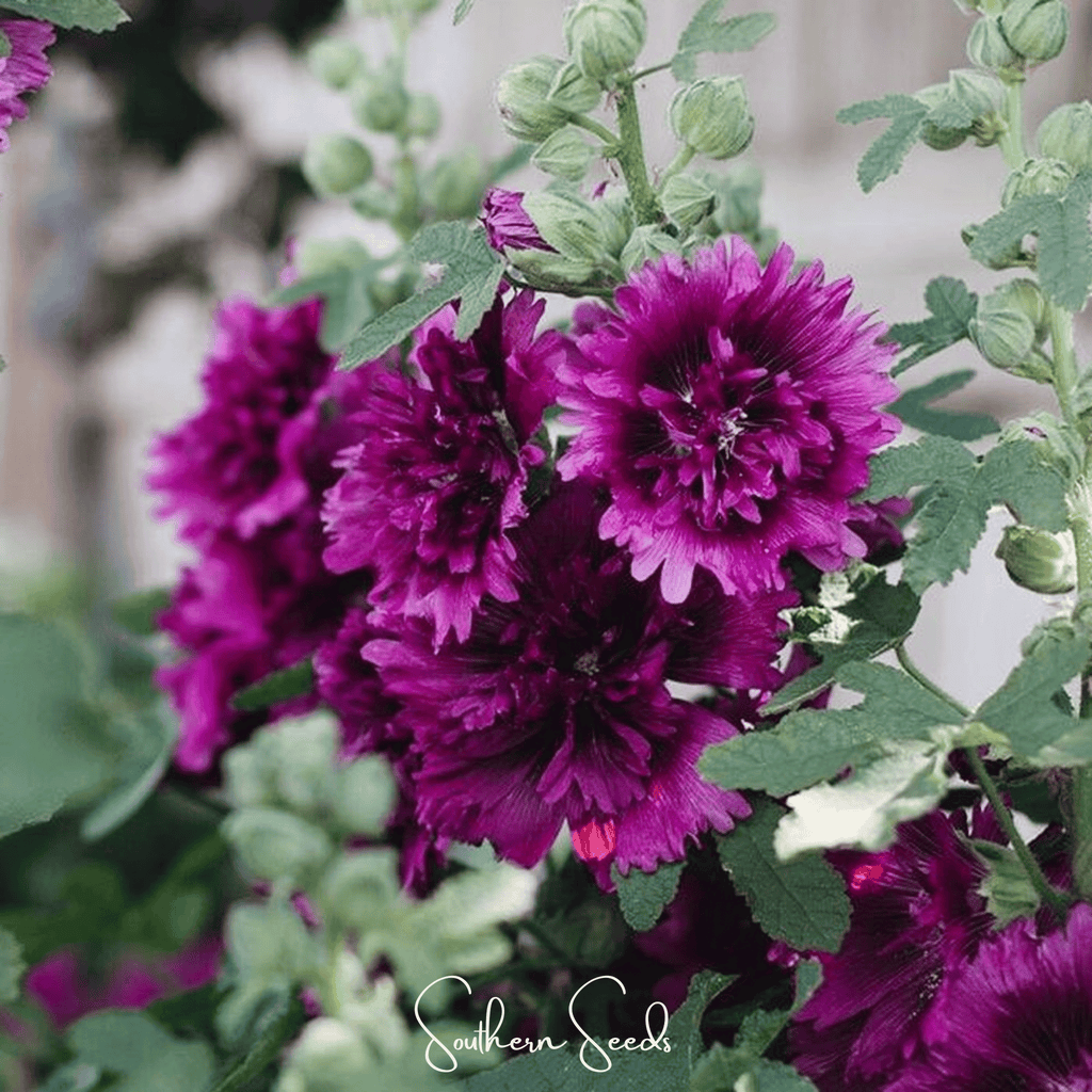 Queeny Purple Hollyhock – 25 Seeds Southern Seeds