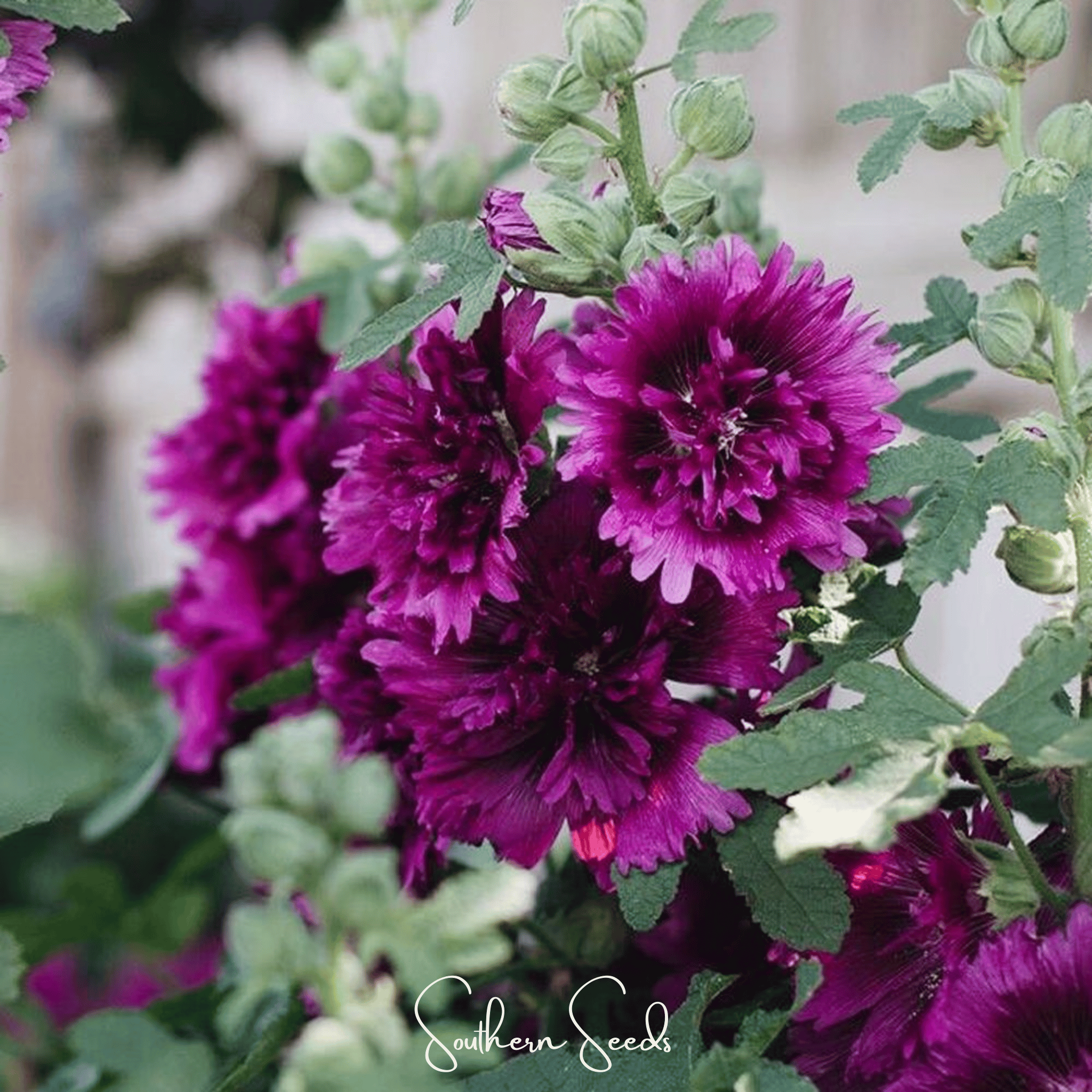 Queeny Purple Hollyhock – 25 Seeds Southern Seeds