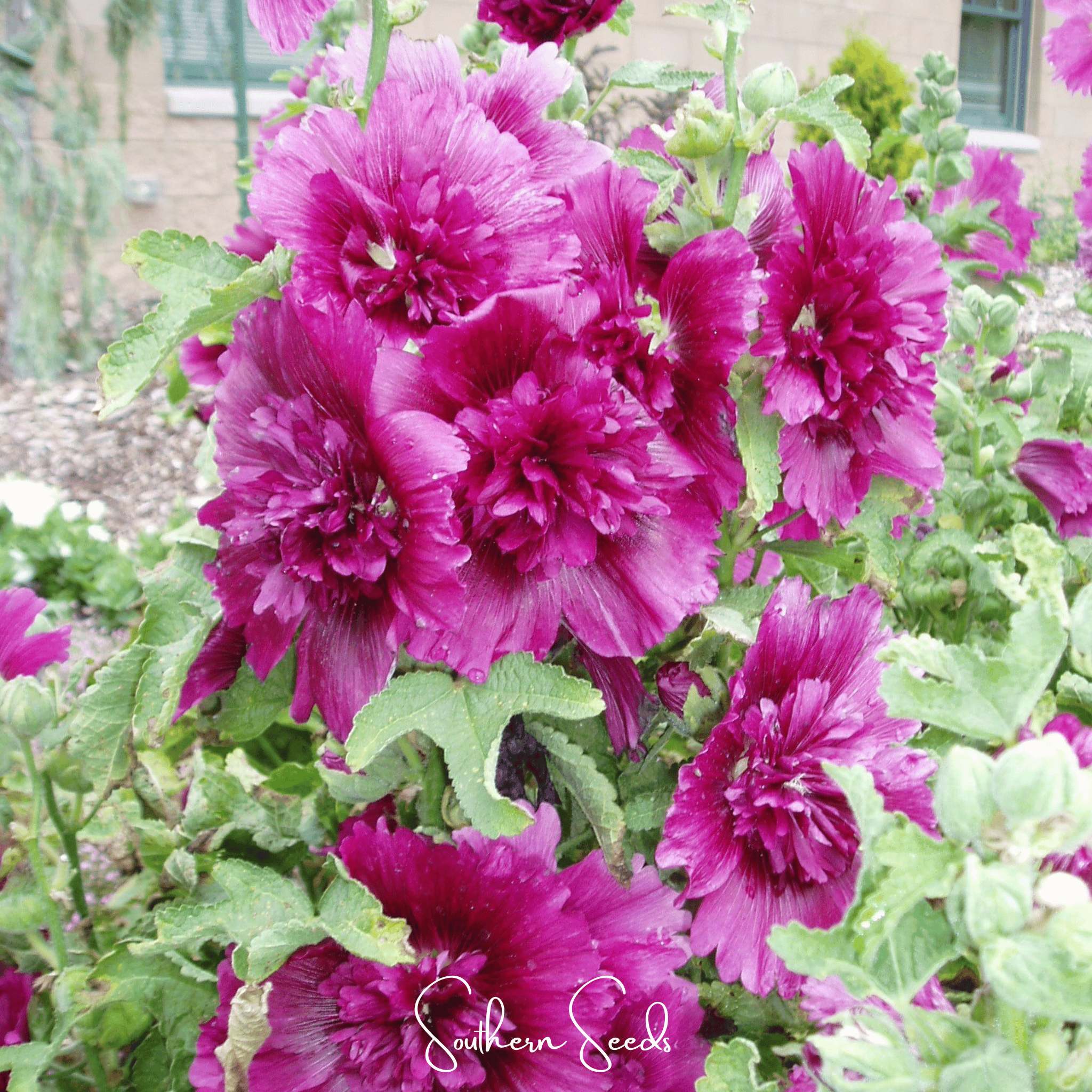 Queeny Purple Hollyhock – 25 Seeds Southern Seeds