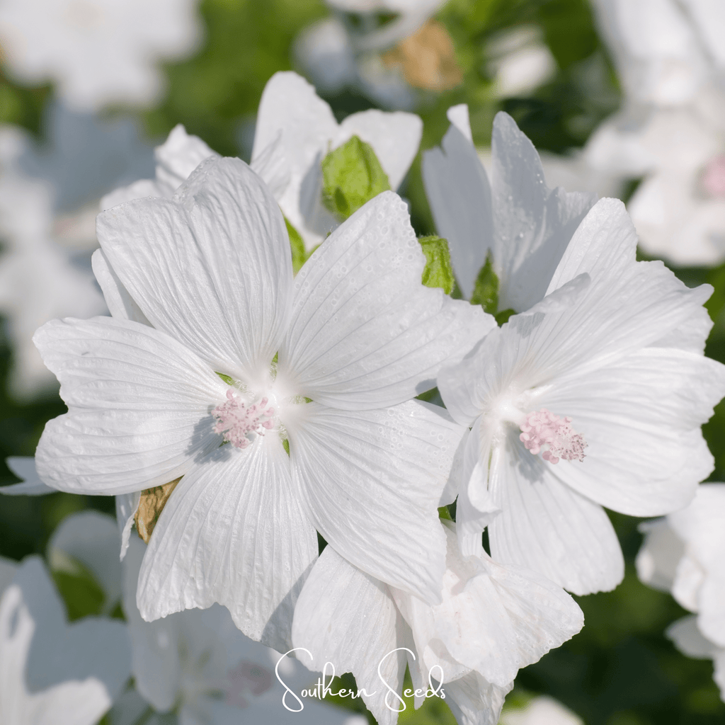 White Hollyhock – 25 Seeds Southern Seeds