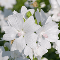 White Hollyhock – 25 Seeds Southern Seeds