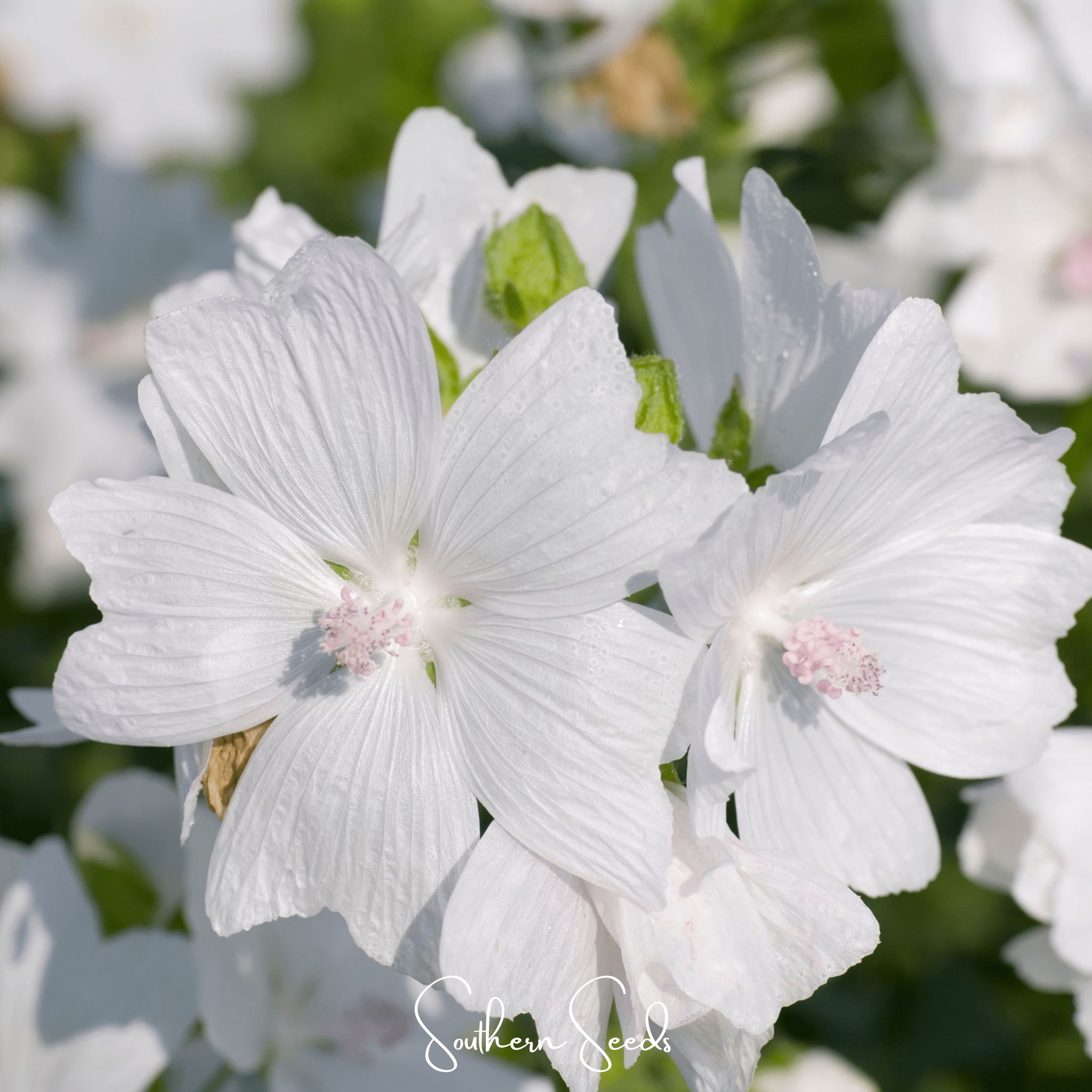 White Hollyhock – 25 Seeds Southern Seeds
