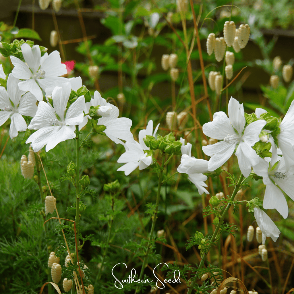 White Hollyhock – 25 Seeds Southern Seeds