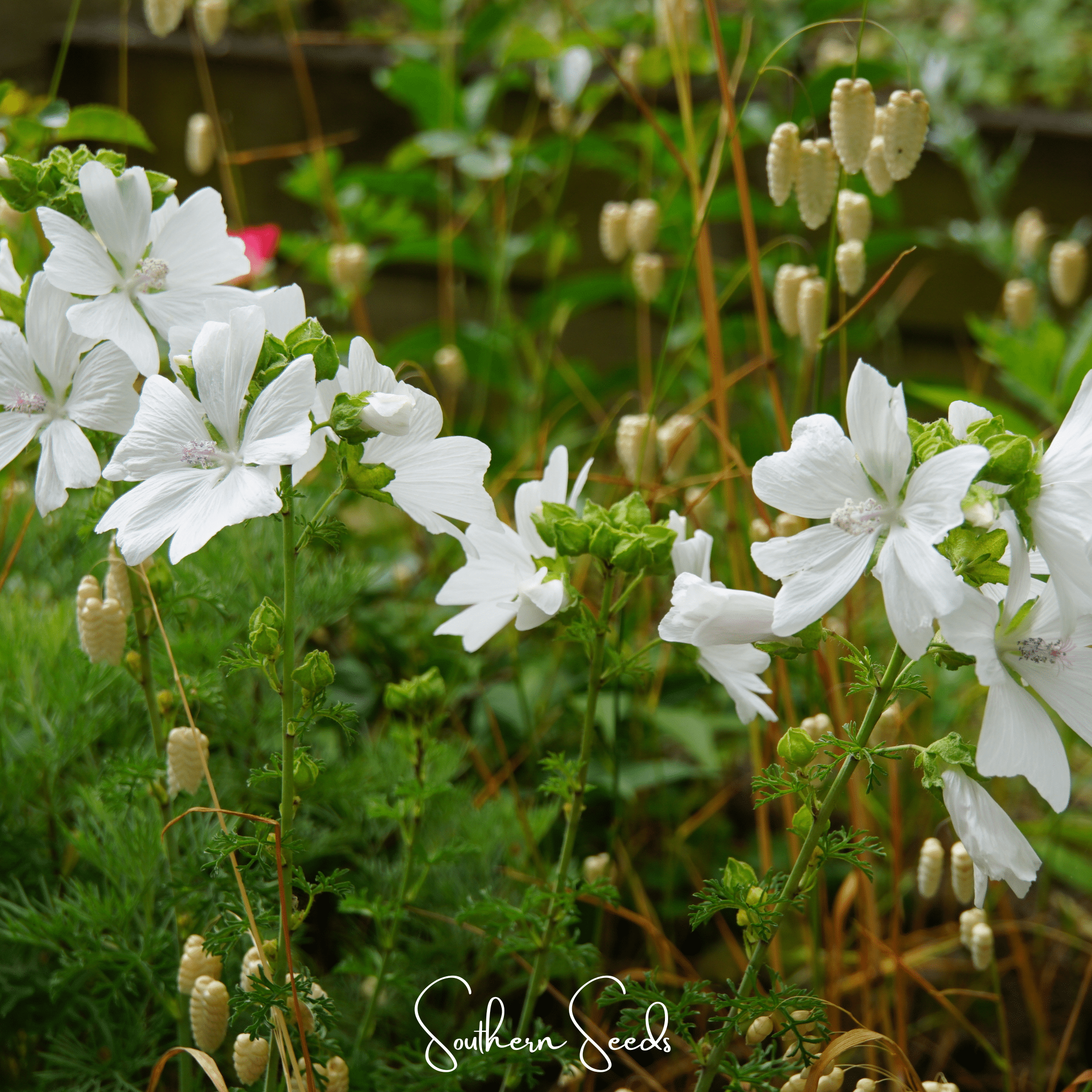 White Hollyhock – 25 Seeds Southern Seeds