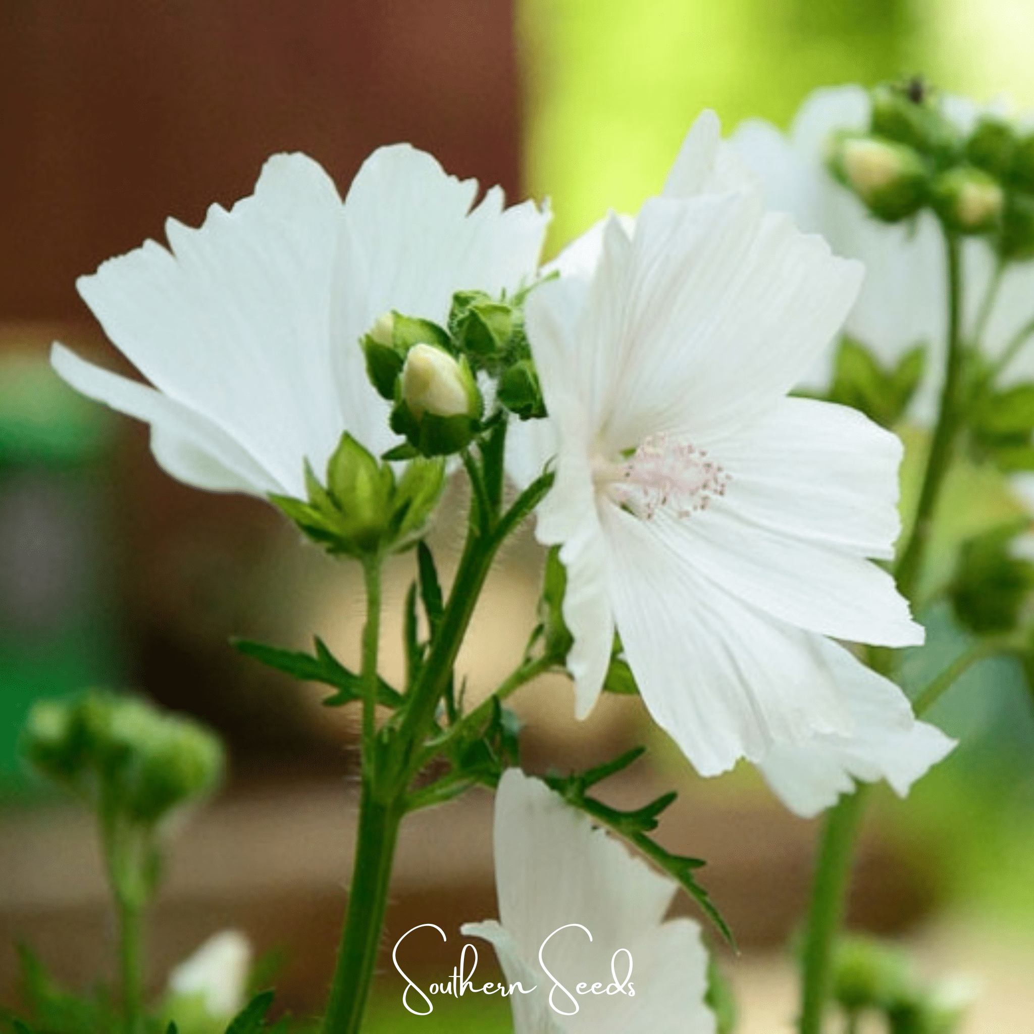 White Hollyhock – 25 Seeds Southern Seeds