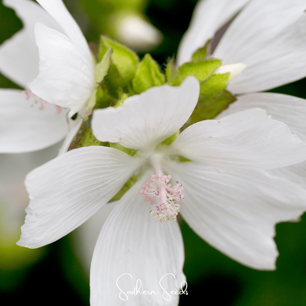 White Hollyhock – 25 Seeds Southern Seeds