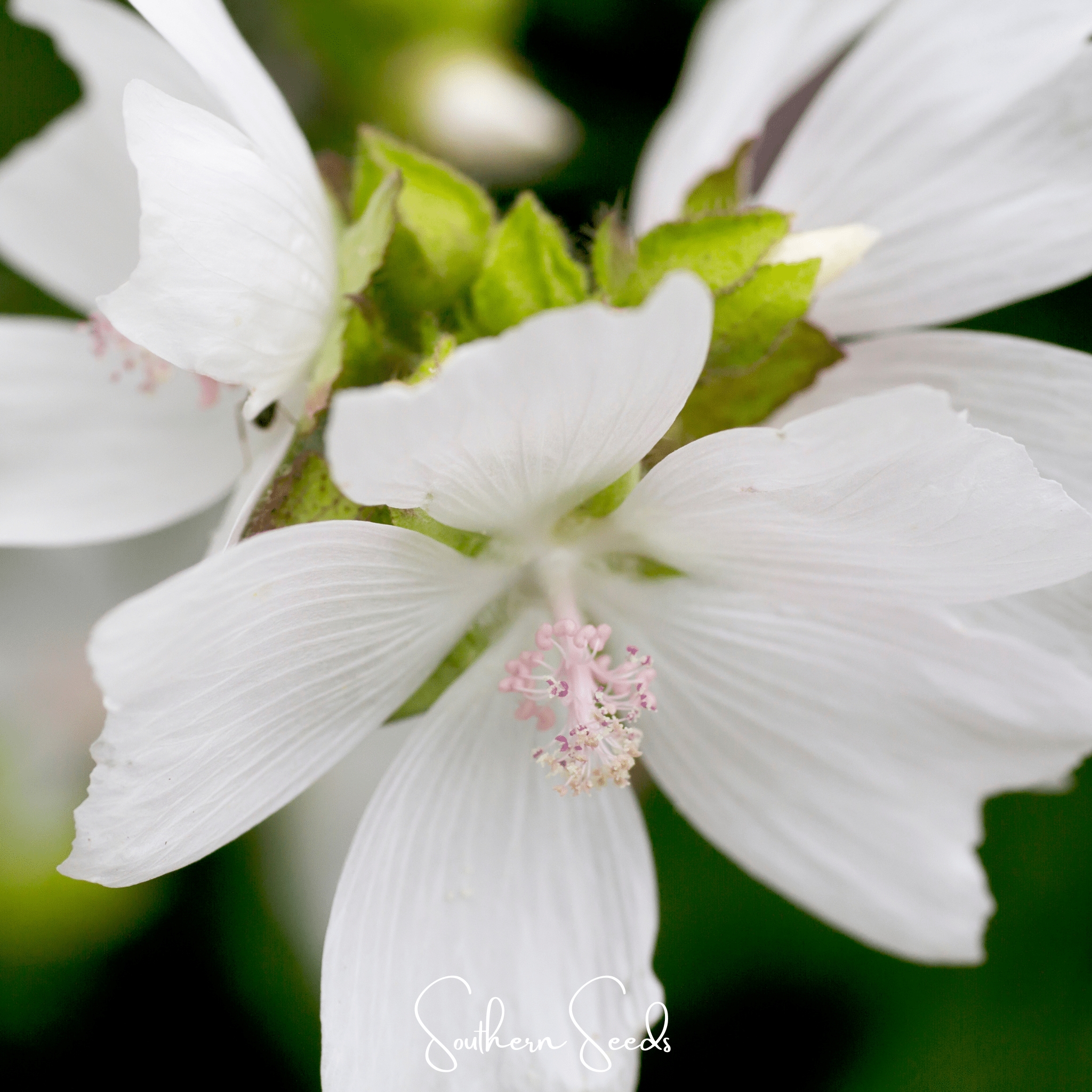 White Hollyhock – 25 Seeds Southern Seeds