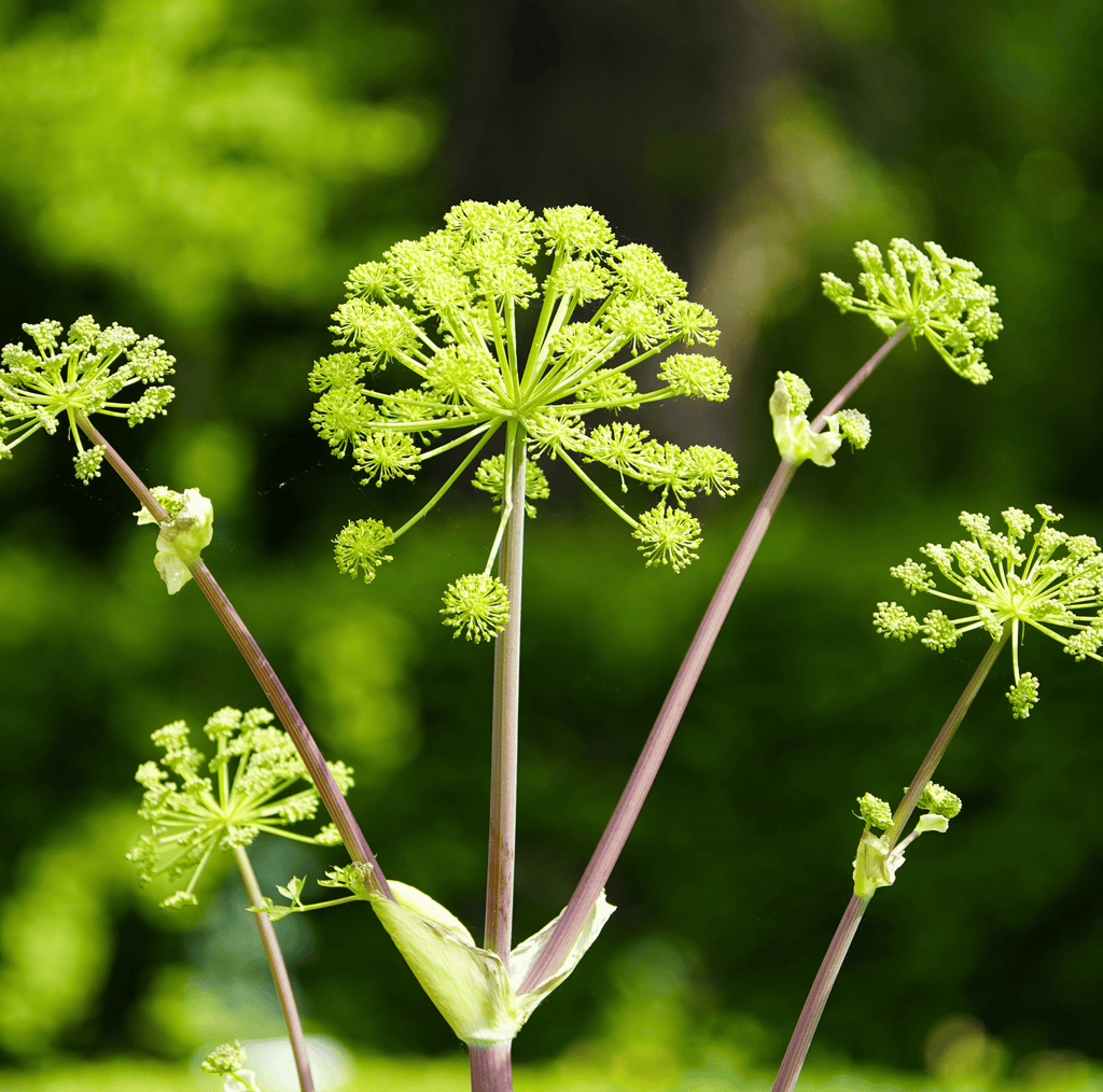 Holy Ghost Angelica – 50 Seeds Southern Seeds