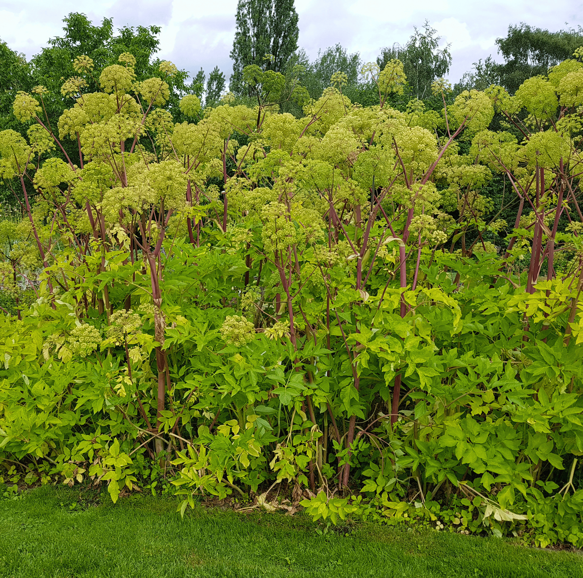 Holy Ghost Angelica – 50 Seeds Southern Seeds