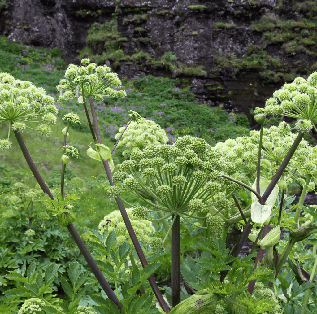 Holy Ghost Angelica – 50 Seeds Southern Seeds