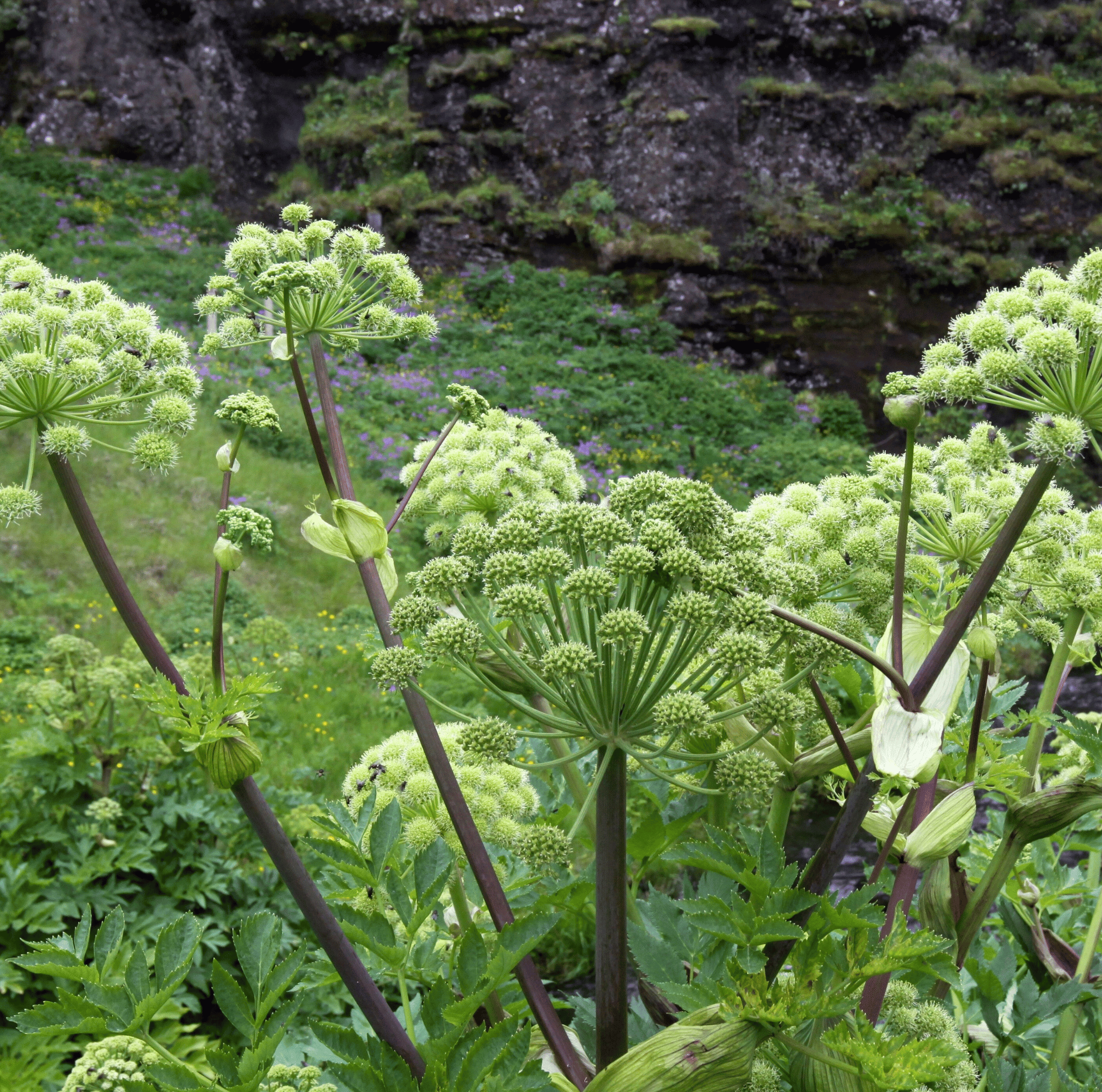 Holy Ghost Angelica – 50 Seeds Southern Seeds