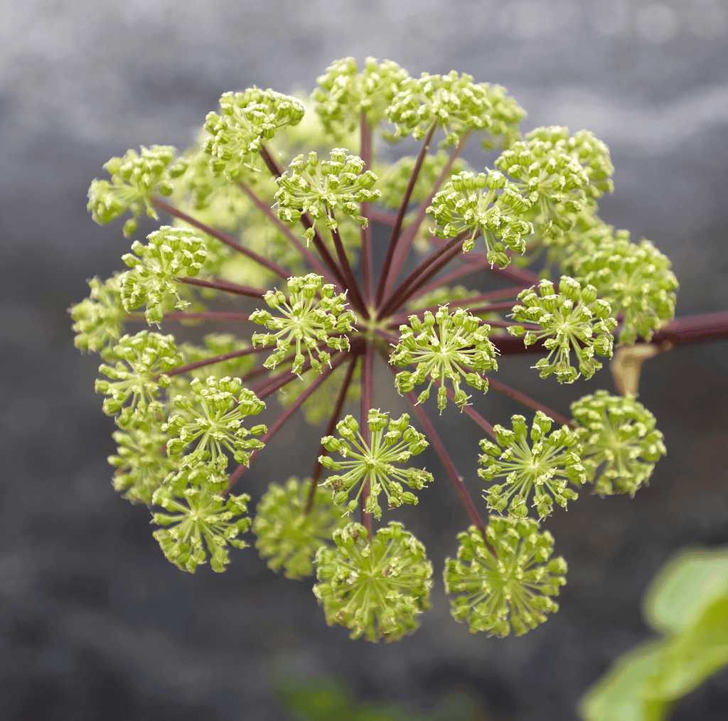 Holy Ghost Angelica – 50 Seeds Southern Seeds