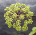 Holy Ghost Angelica – 50 Seeds Southern Seeds
