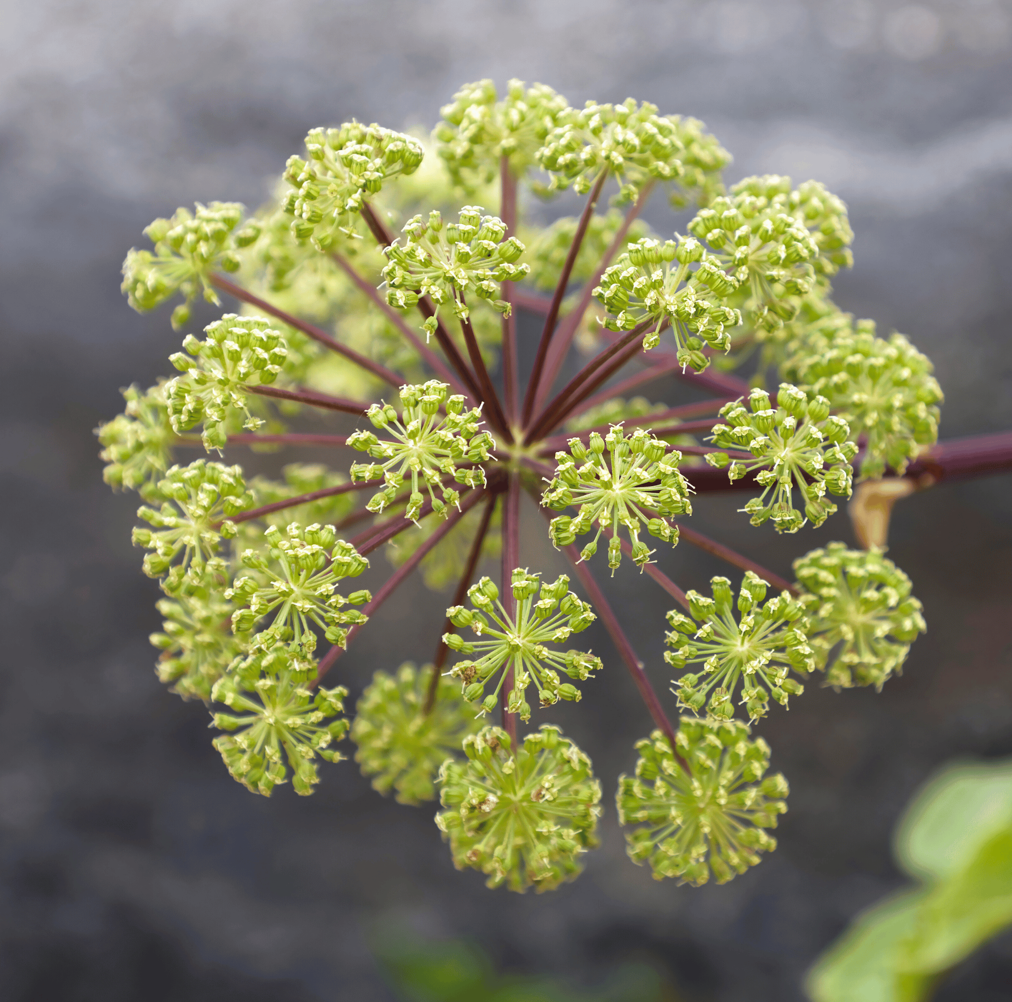 Holy Ghost Angelica – 50 Seeds Southern Seeds