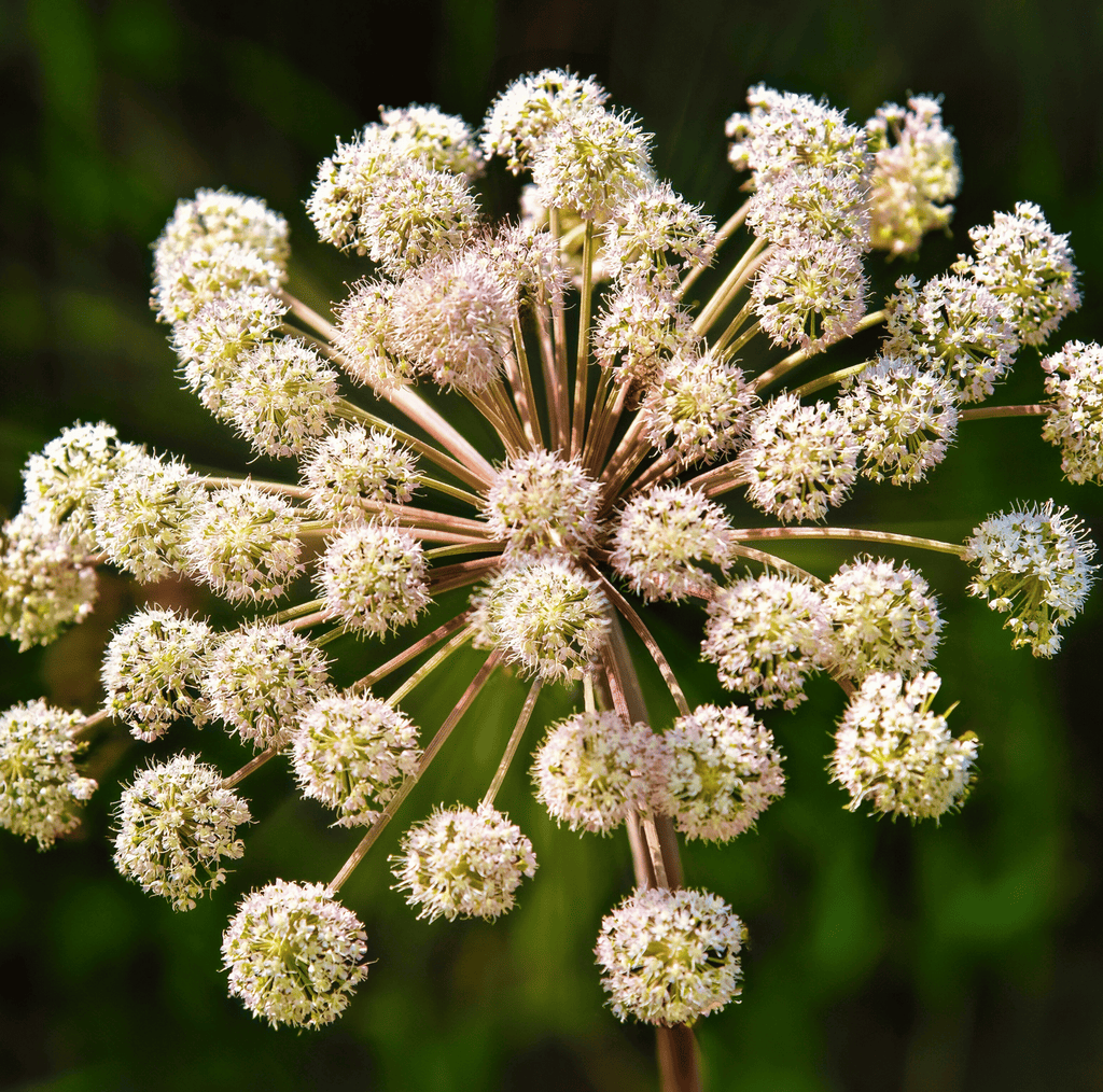 Holy Ghost Angelica – 50 Seeds Southern Seeds
