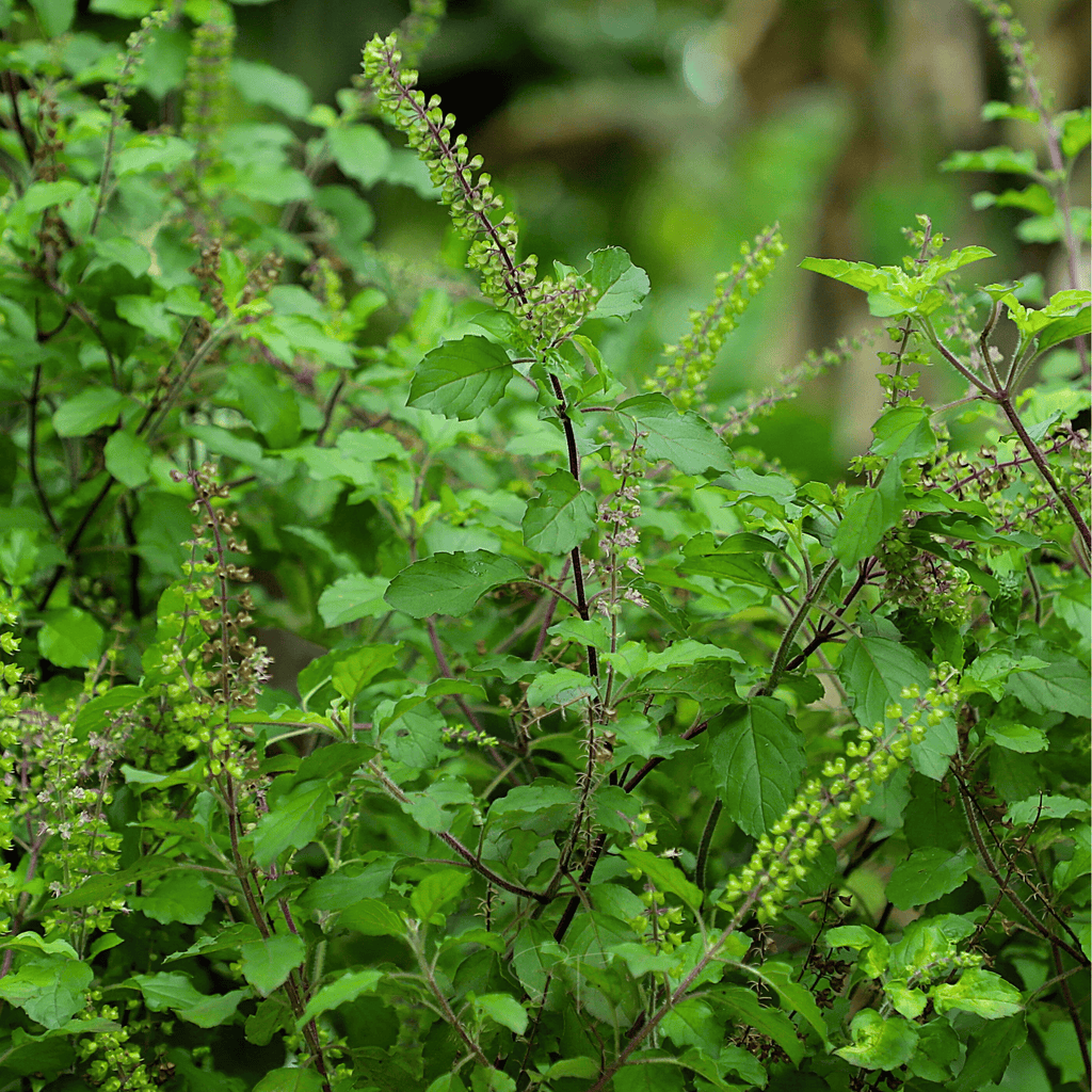 Holy Tulsi Basil – 250 Seeds Southern Seeds