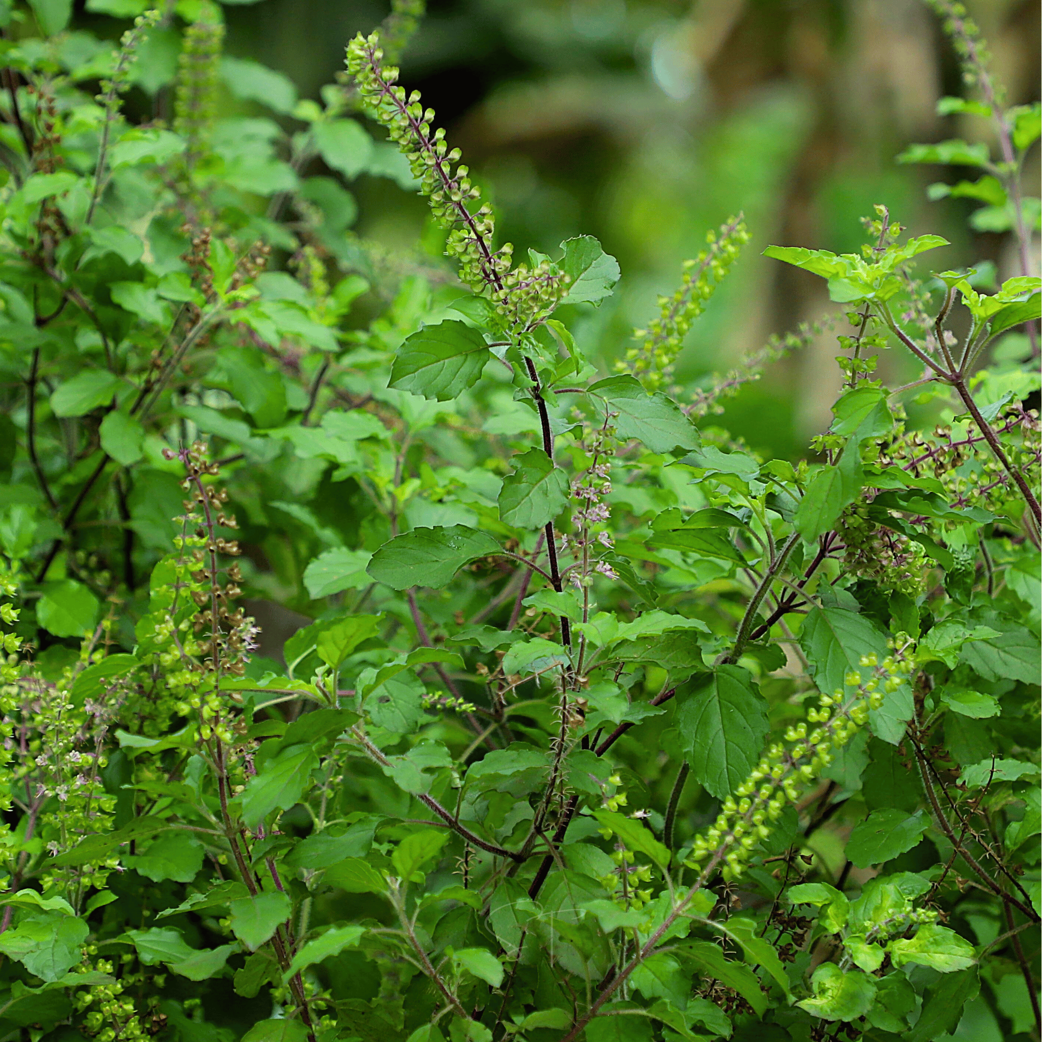 Holy Tulsi Basil – 250 Seeds Southern Seeds