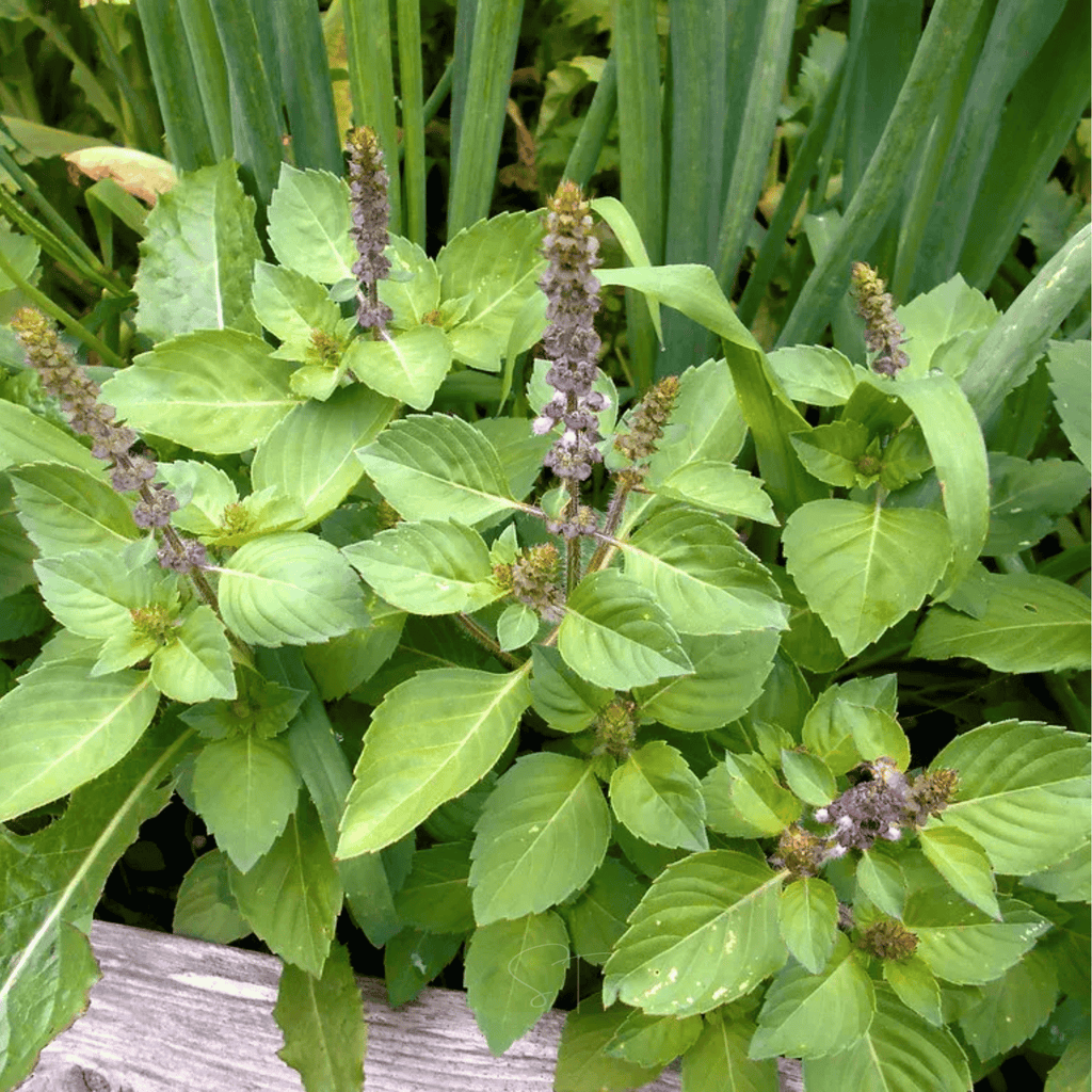 Holy Tulsi Basil – 250 Seeds Southern Seeds